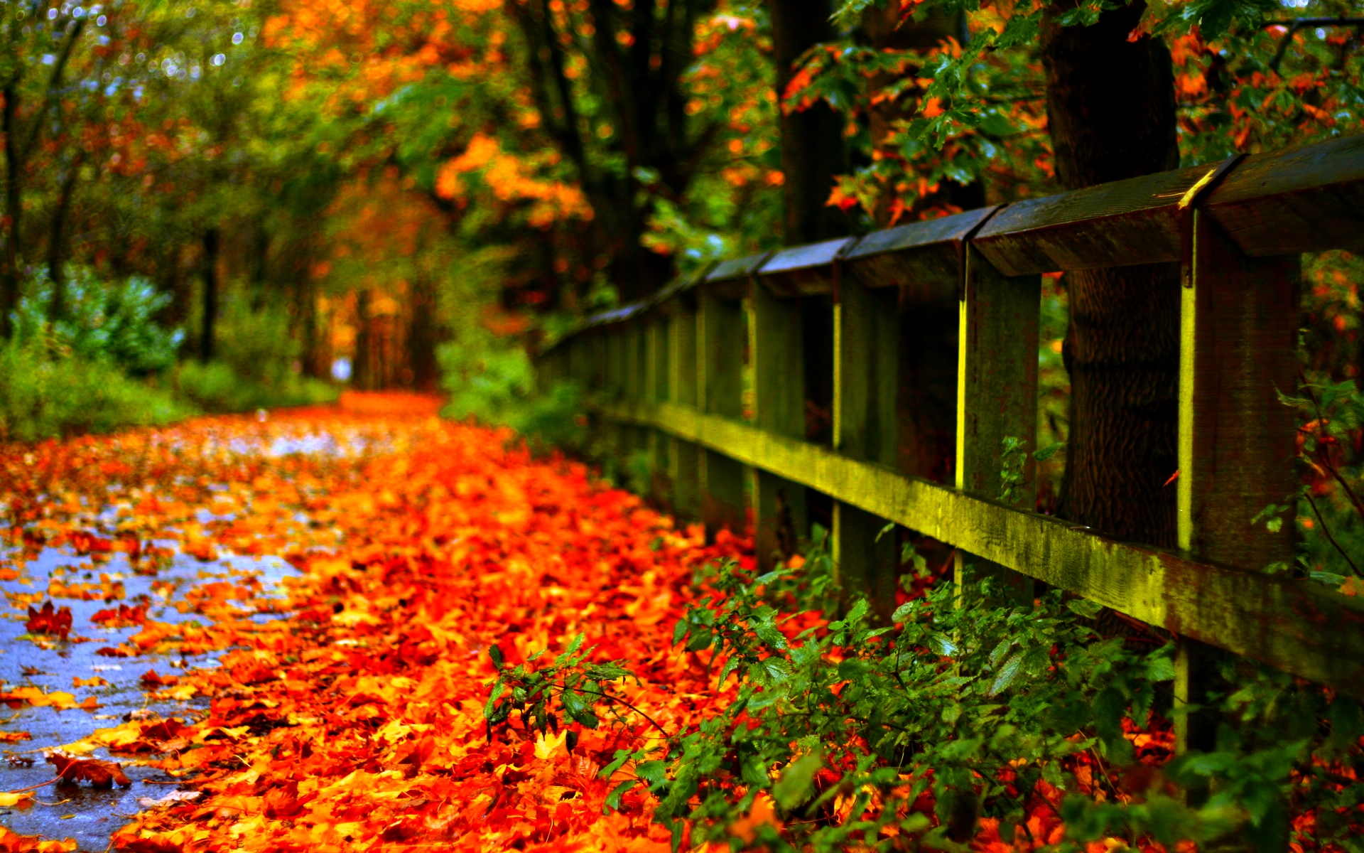 Red Leaves Hd Wallpapers