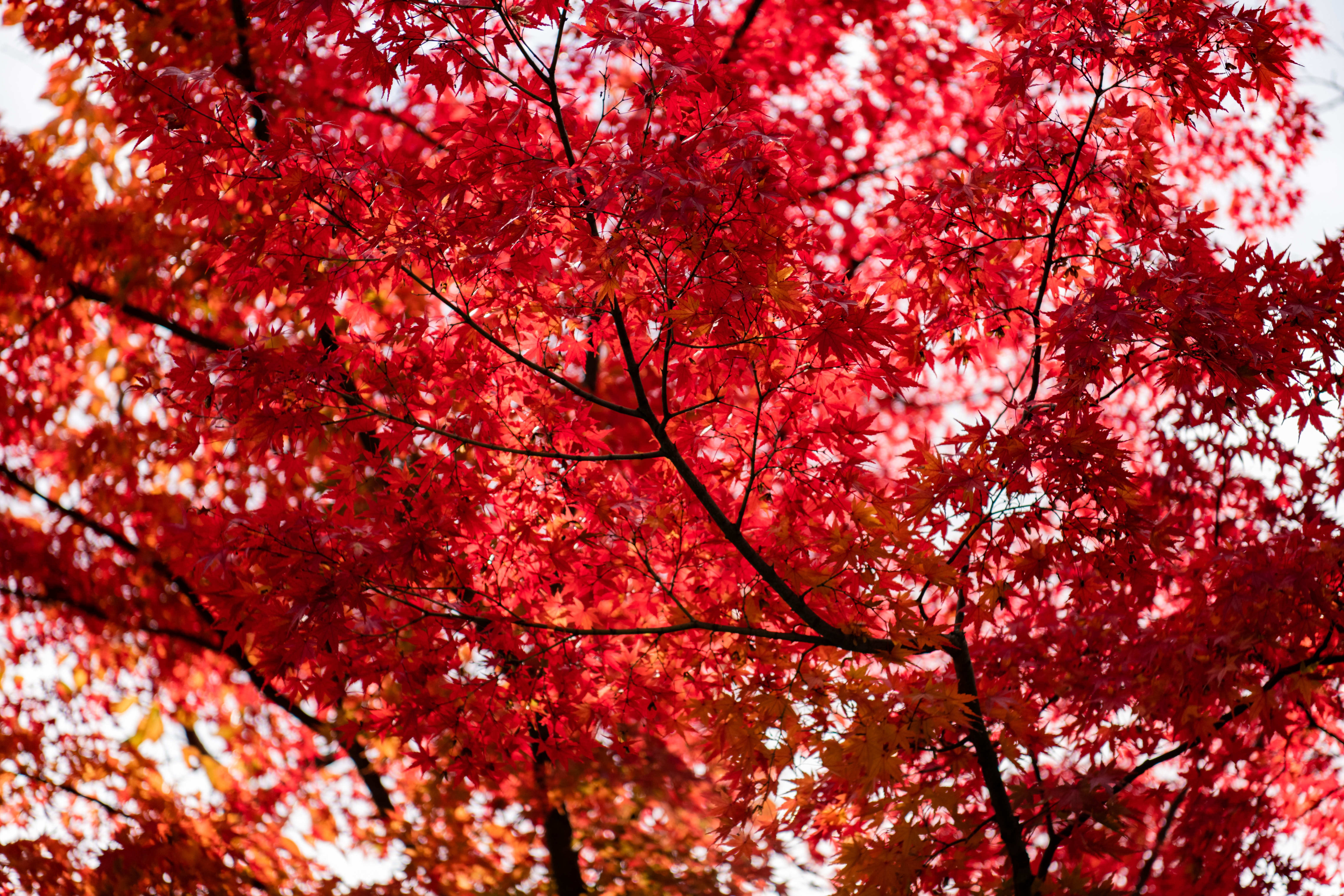 Red Leaves Hd Wallpapers