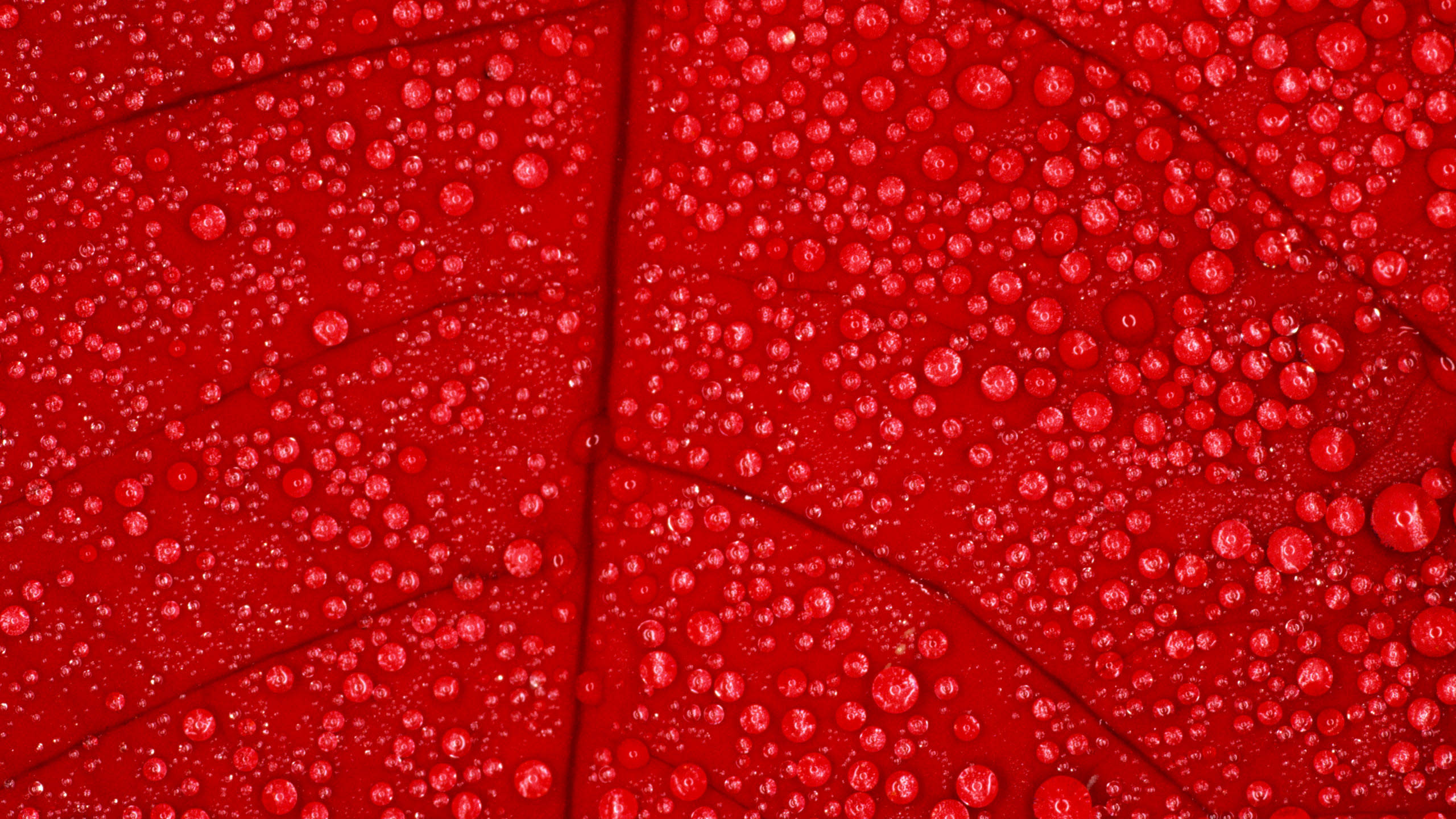 Red Leaves Hd Wallpapers