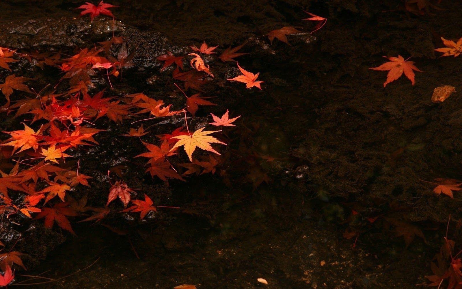 Red Leaves Hd Wallpapers