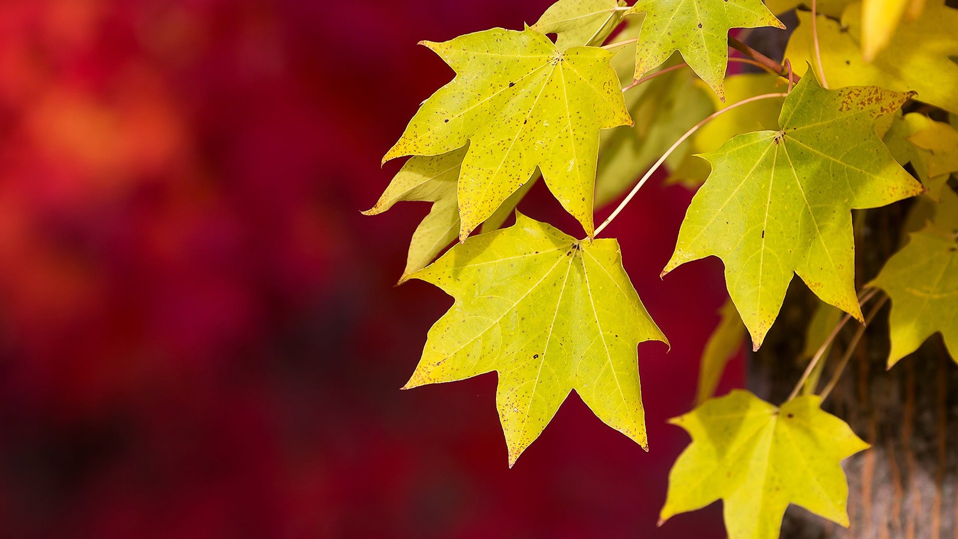 Red Leaves Hd Wallpapers