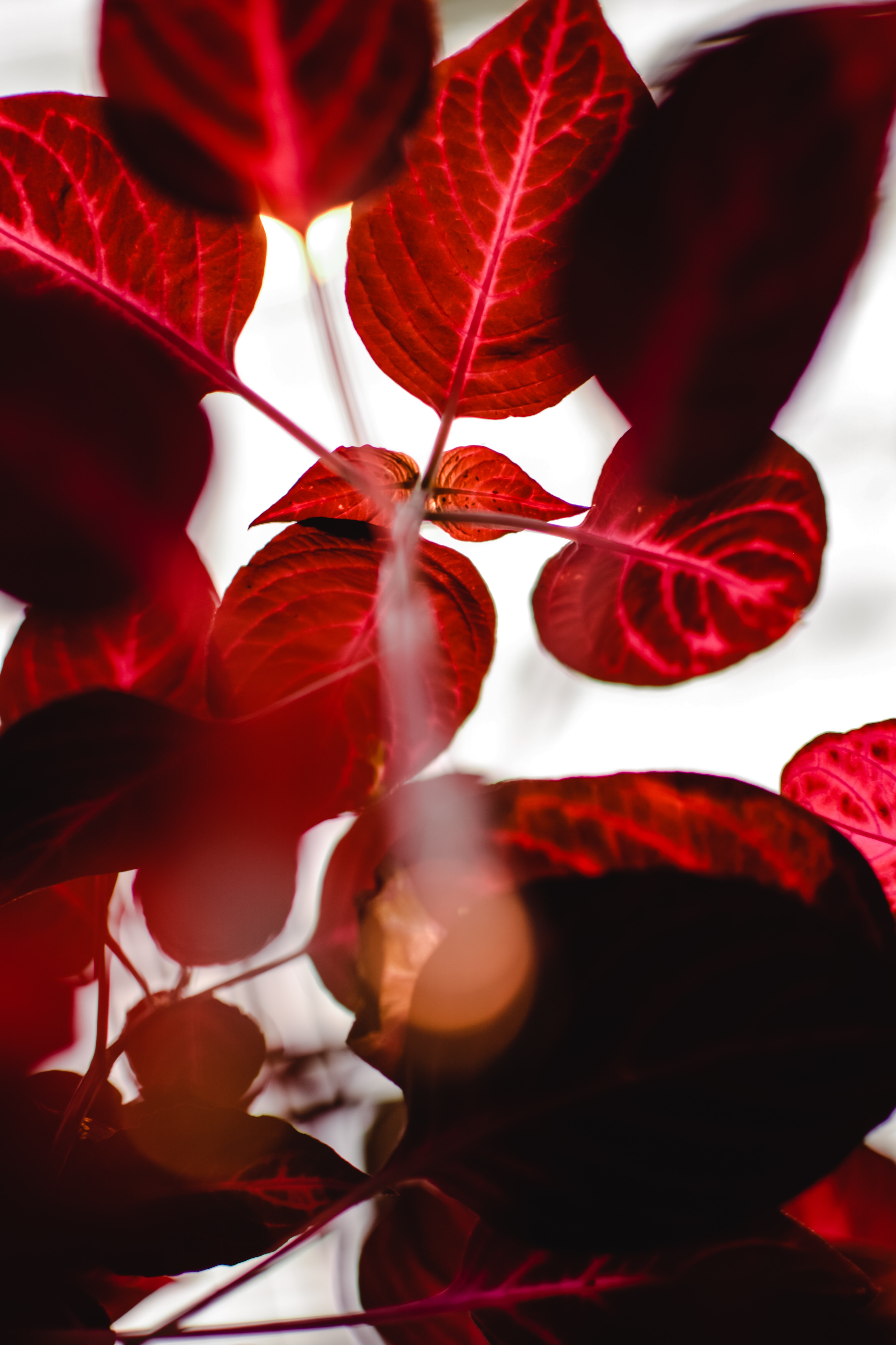 Red Leaves Hd Wallpapers