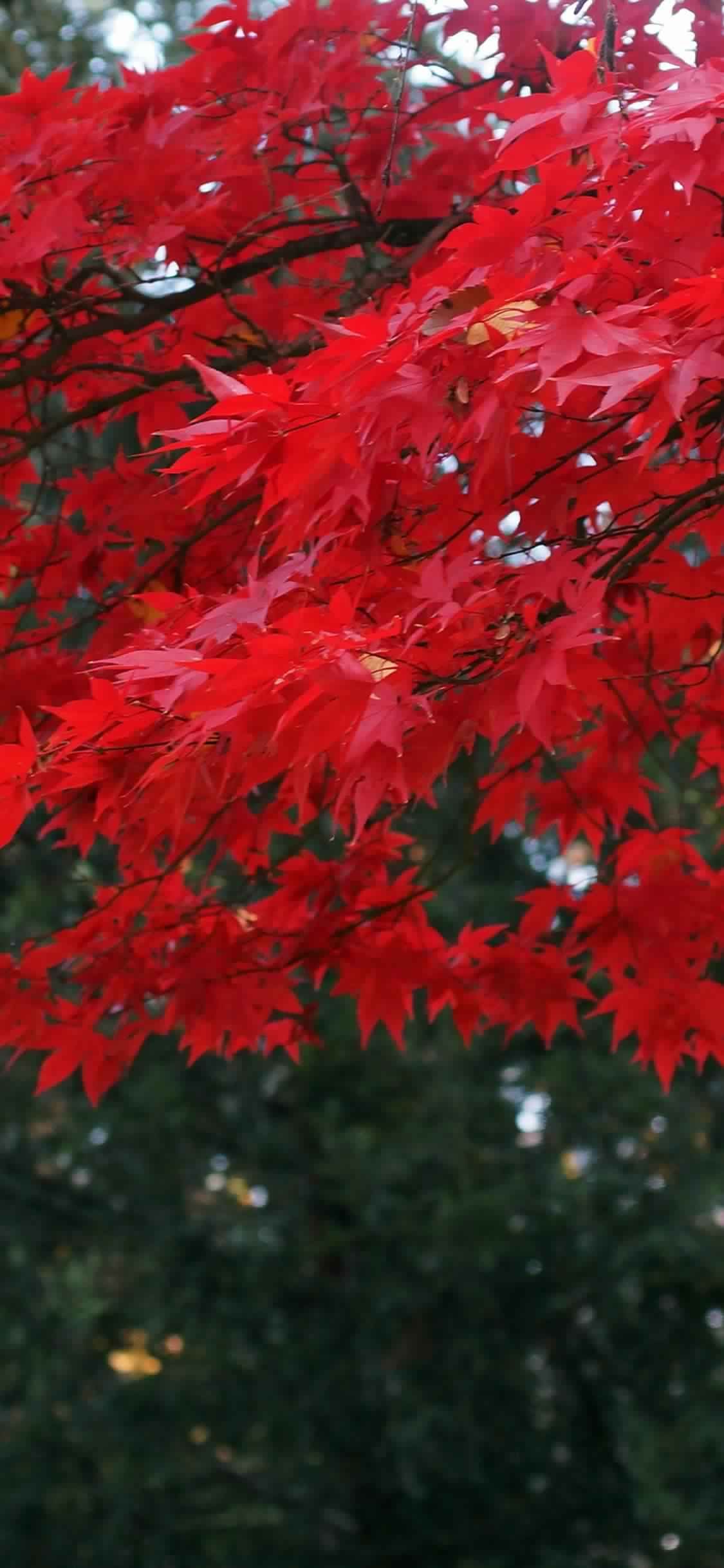 Red Leaves Hd Wallpapers