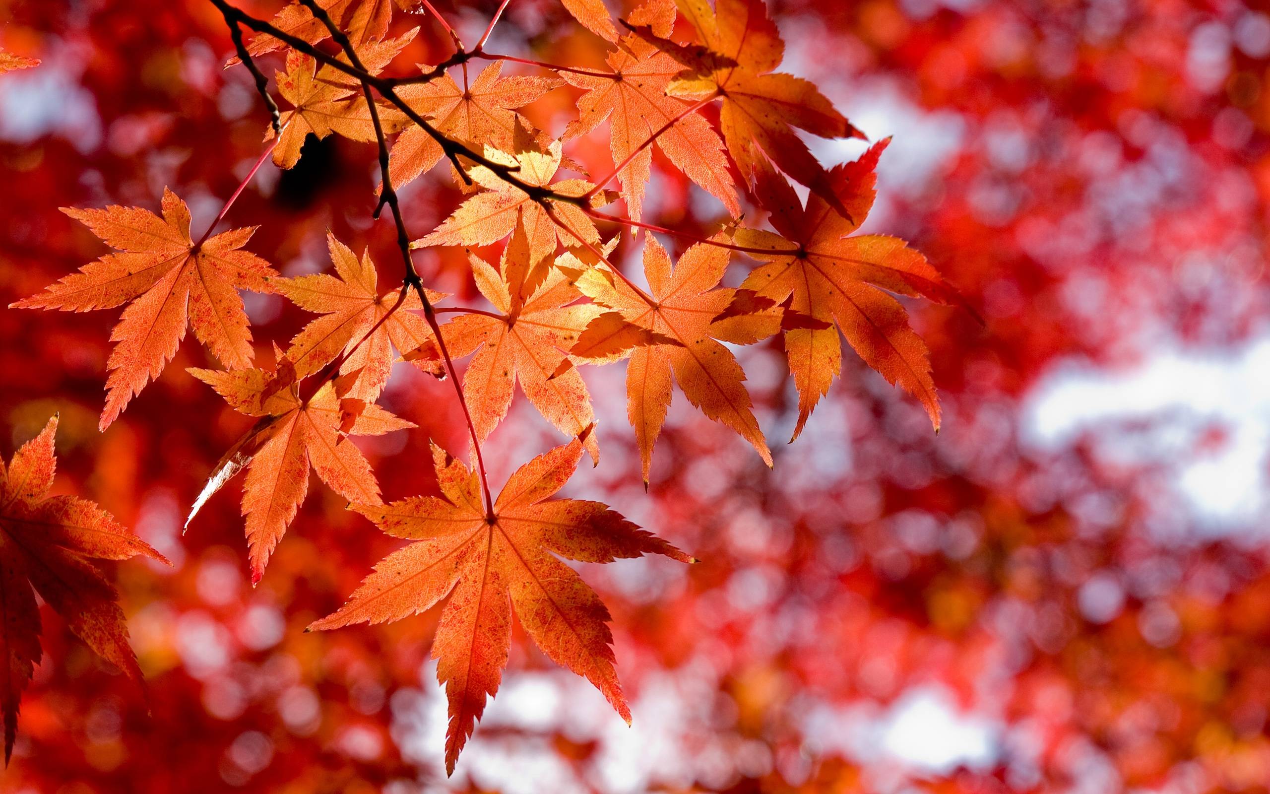 Red Leaves Hd Wallpapers