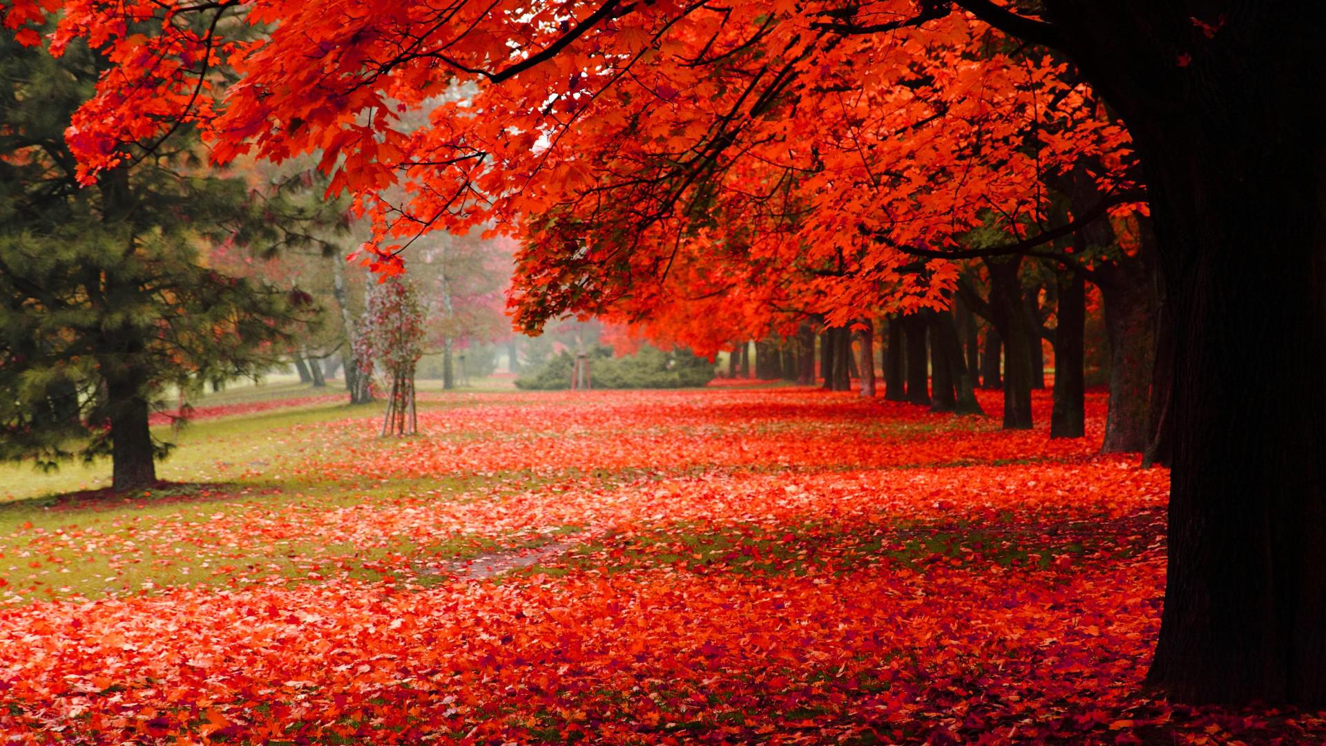 Red Nature Wallpapers