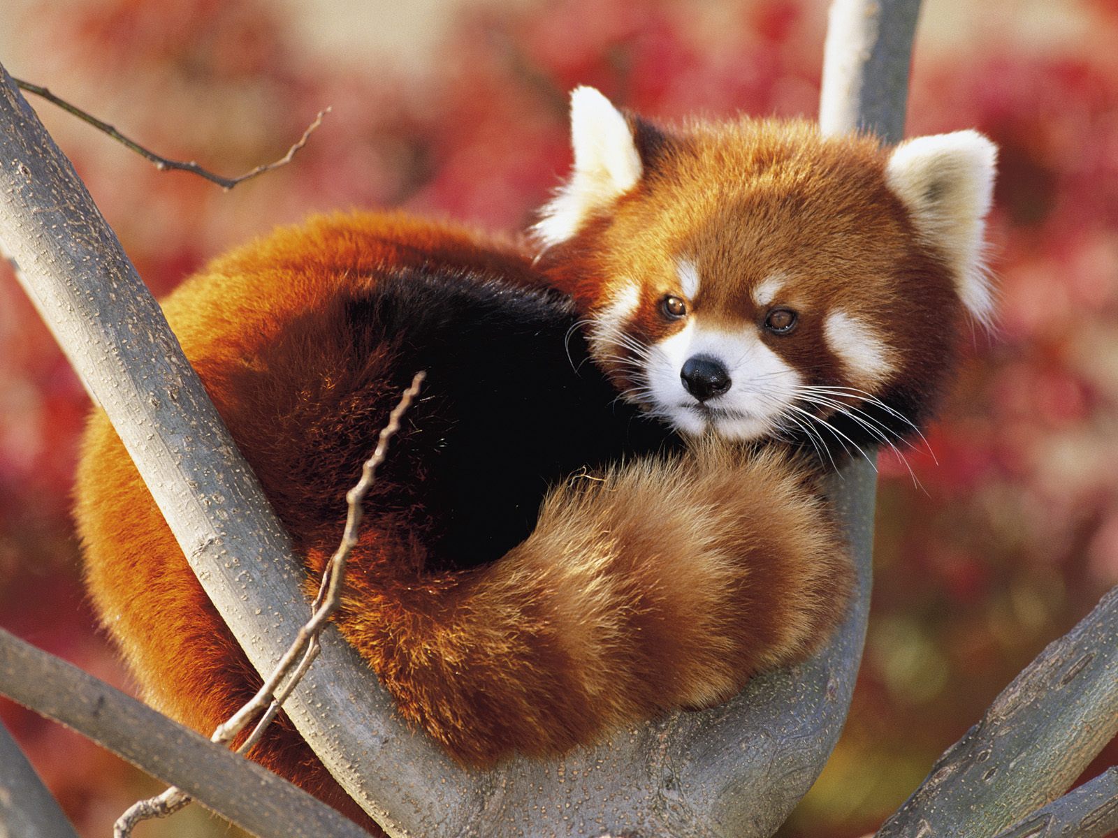 Red Panda Anime Wallpapers