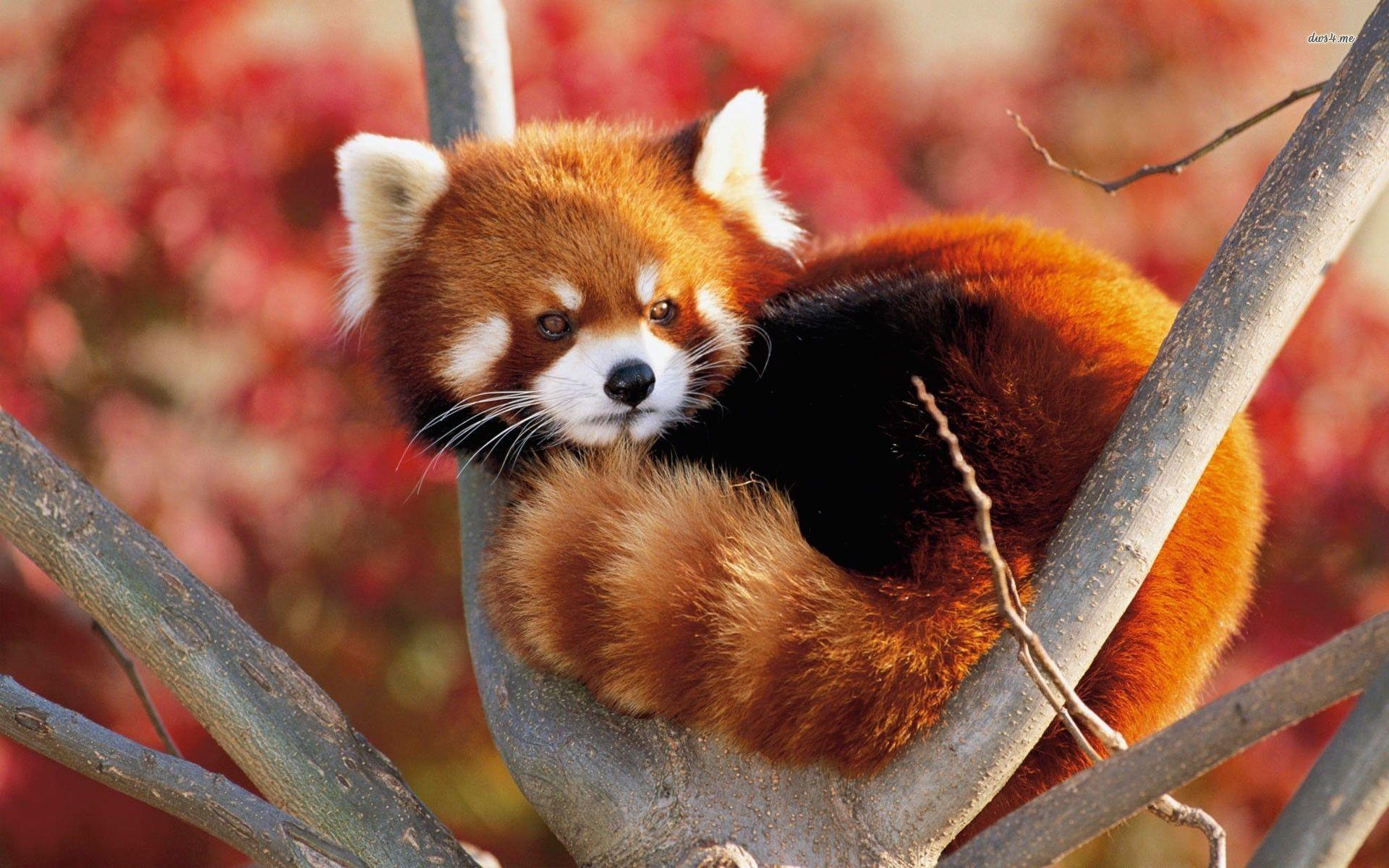 Red Panda Anime Wallpapers