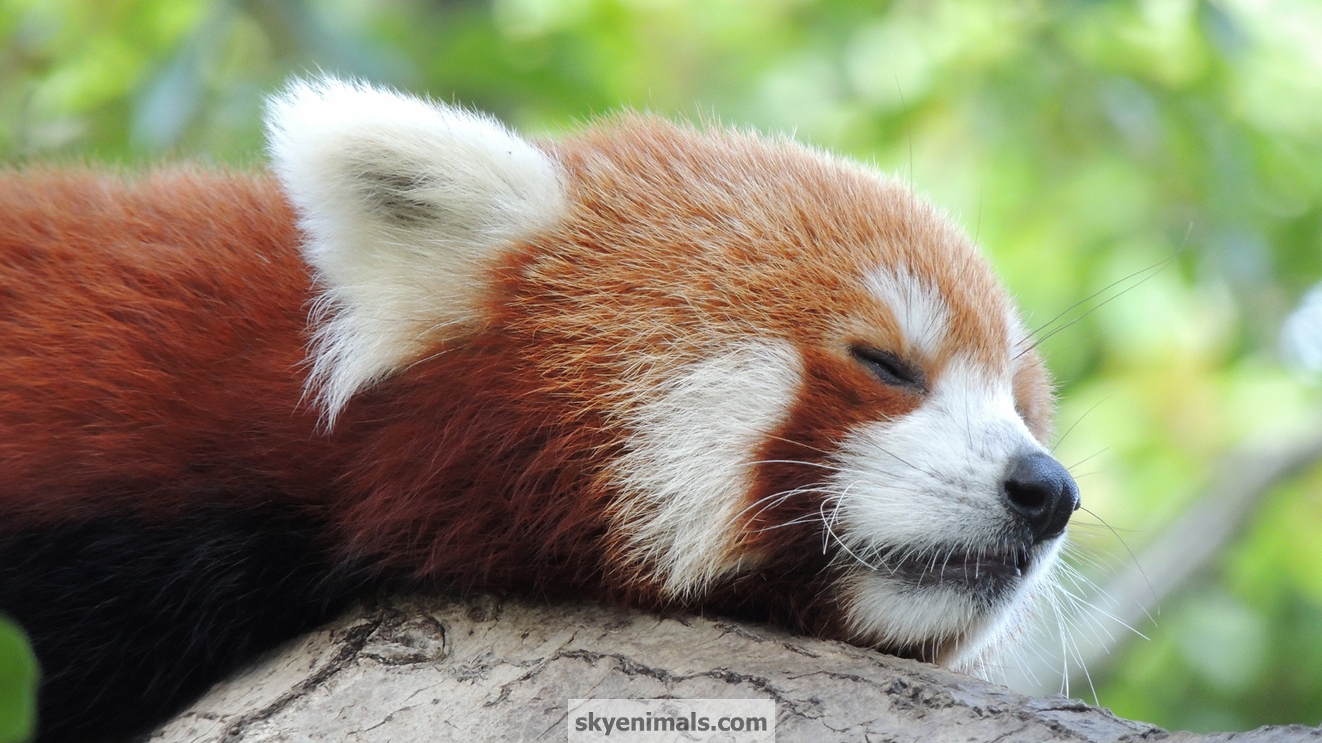 Red Panda Anime Wallpapers