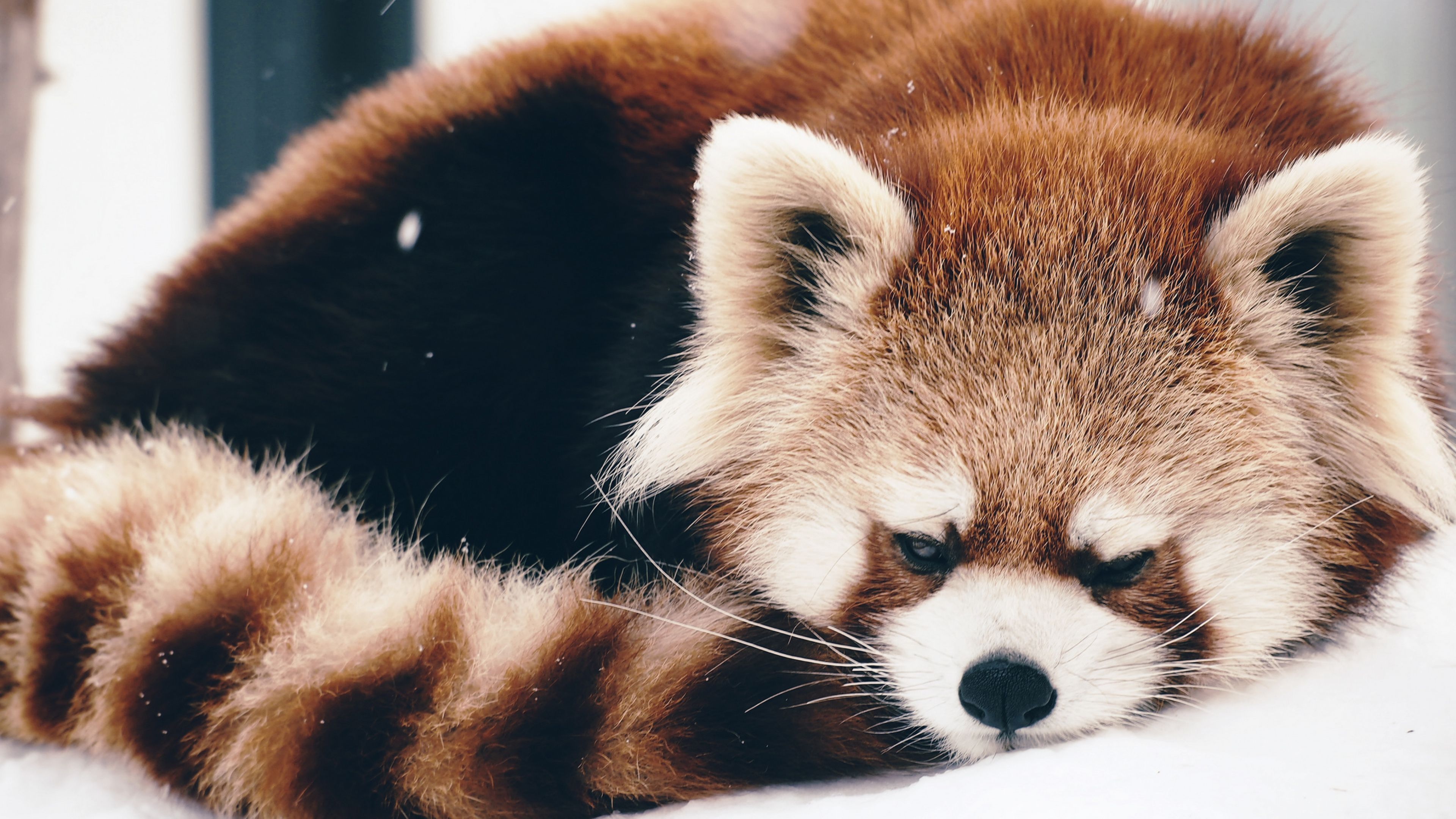 Red Panda Anime Wallpapers