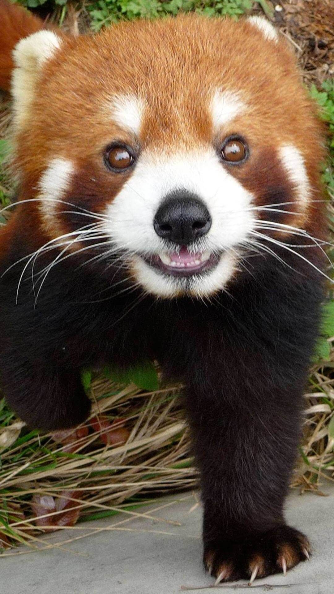 Red Panda Cute Iphone Wallpapers