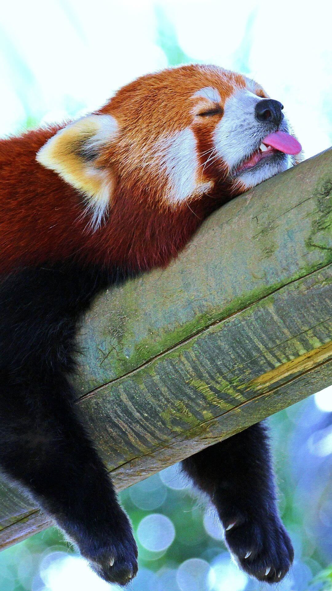 Red Panda Cute Iphone Wallpapers