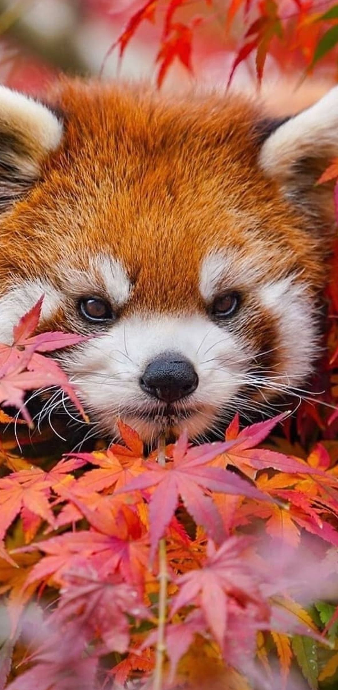 Red Panda Cute Iphone Wallpapers