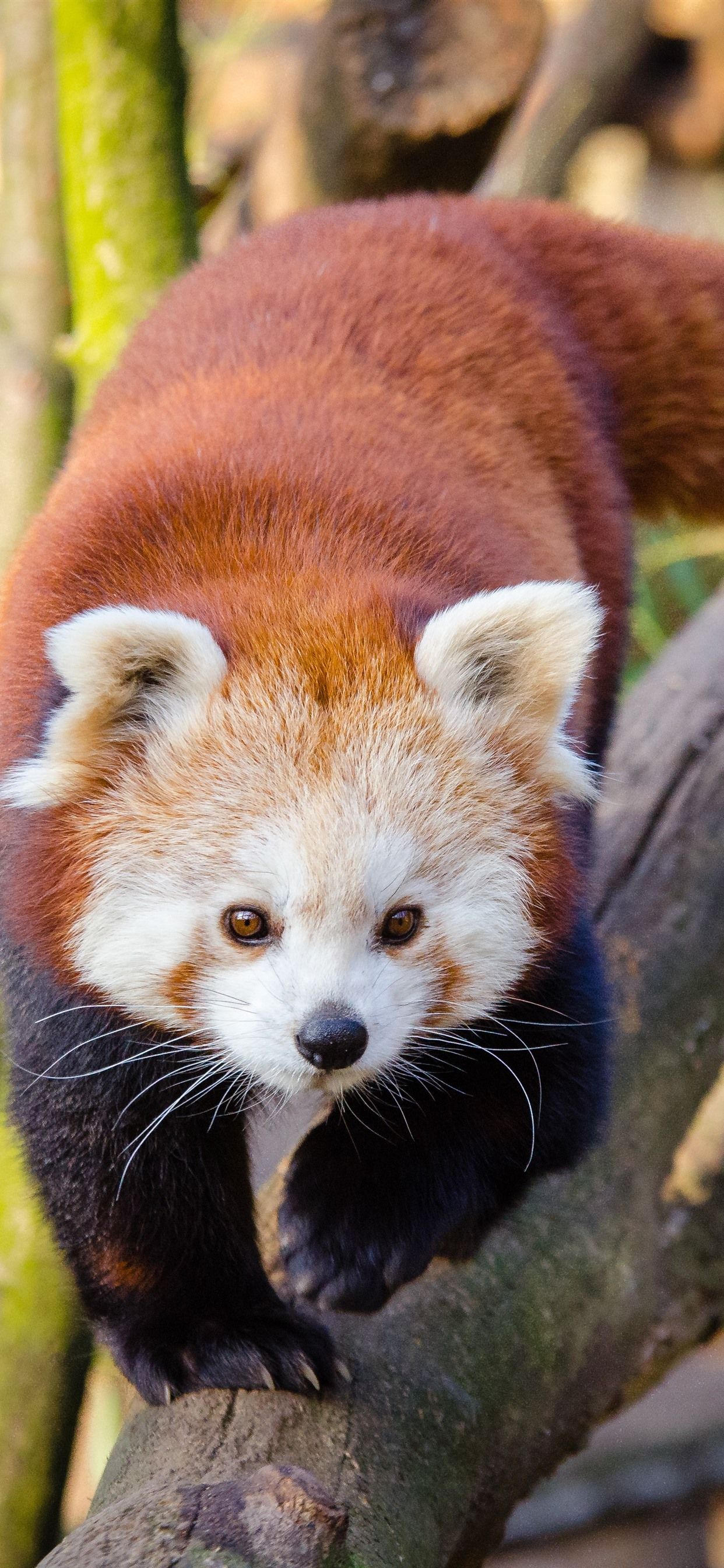 Red Panda Cute Iphone Wallpapers