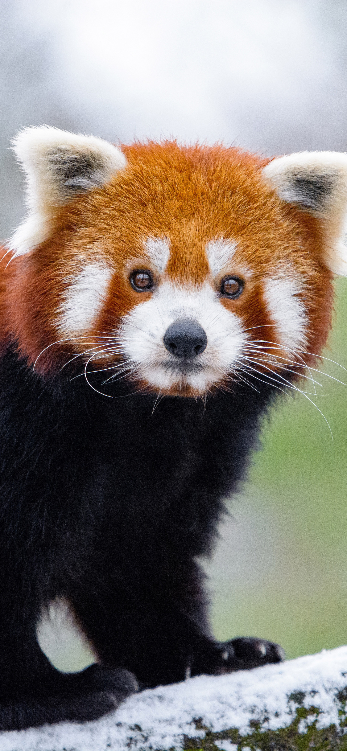 Red Panda Cute Iphone Wallpapers