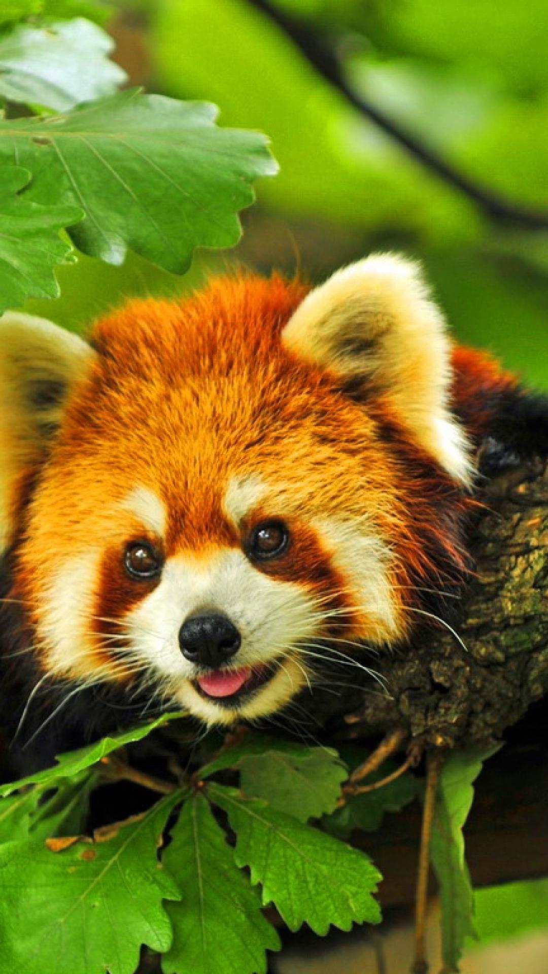 Red Panda Cute Iphone Wallpapers