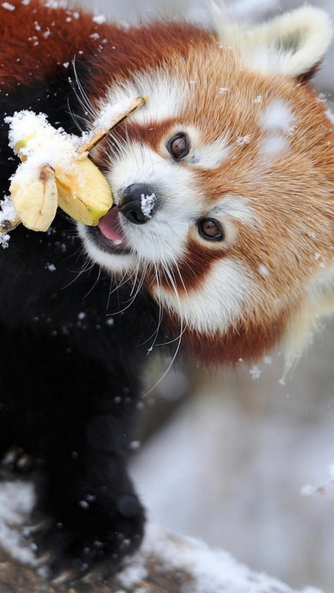 Red Panda Cute Iphone Wallpapers