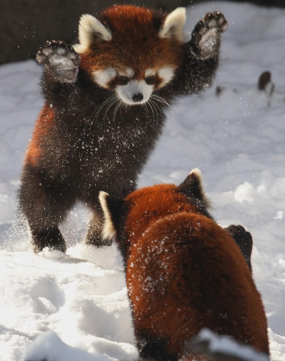 Red Panda Cute Iphone Wallpapers