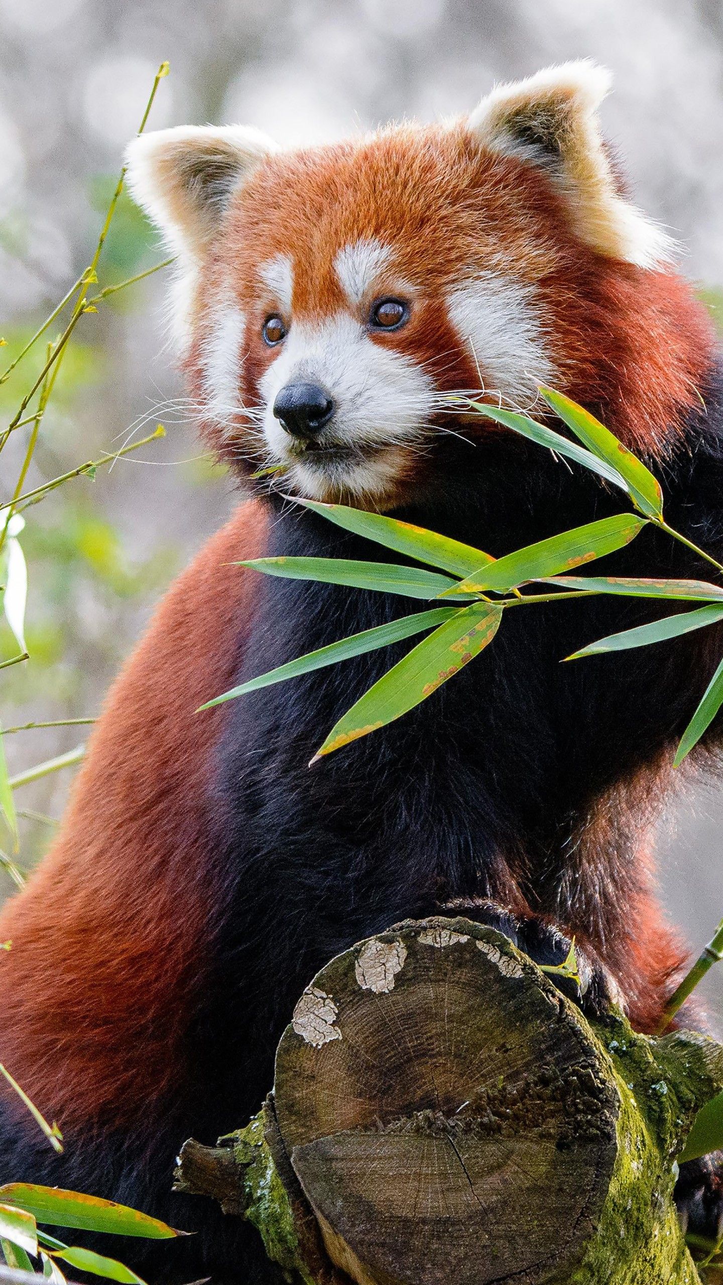 Red Panda Cute Iphone Wallpapers