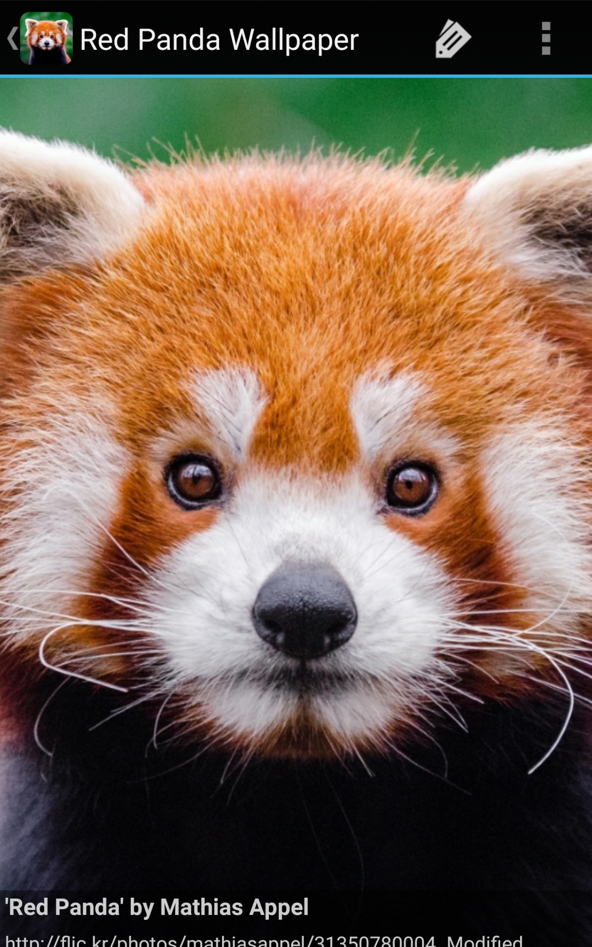 Red Panda Cute Iphone Wallpapers