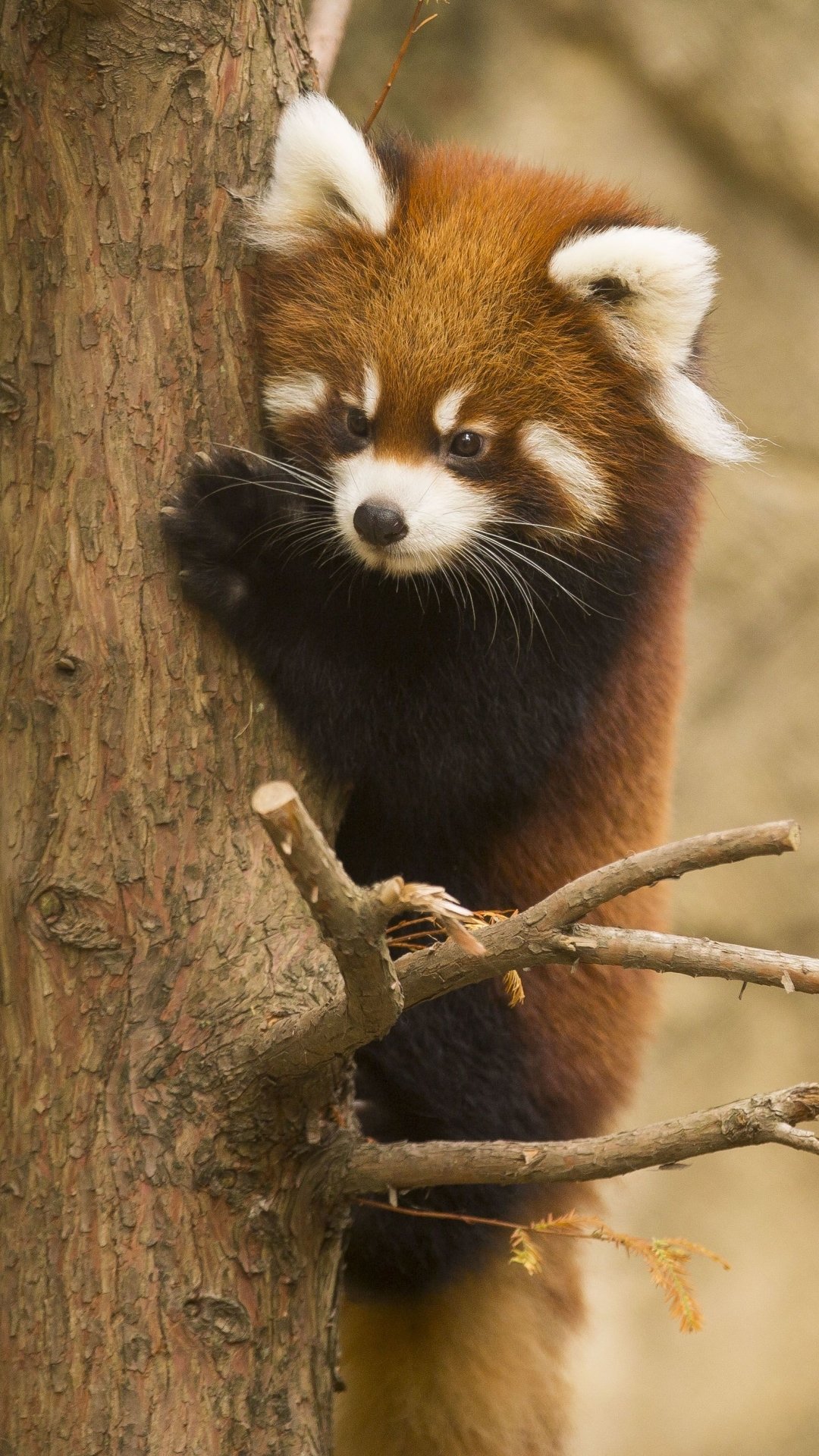 Red Panda Cute Iphone Wallpapers