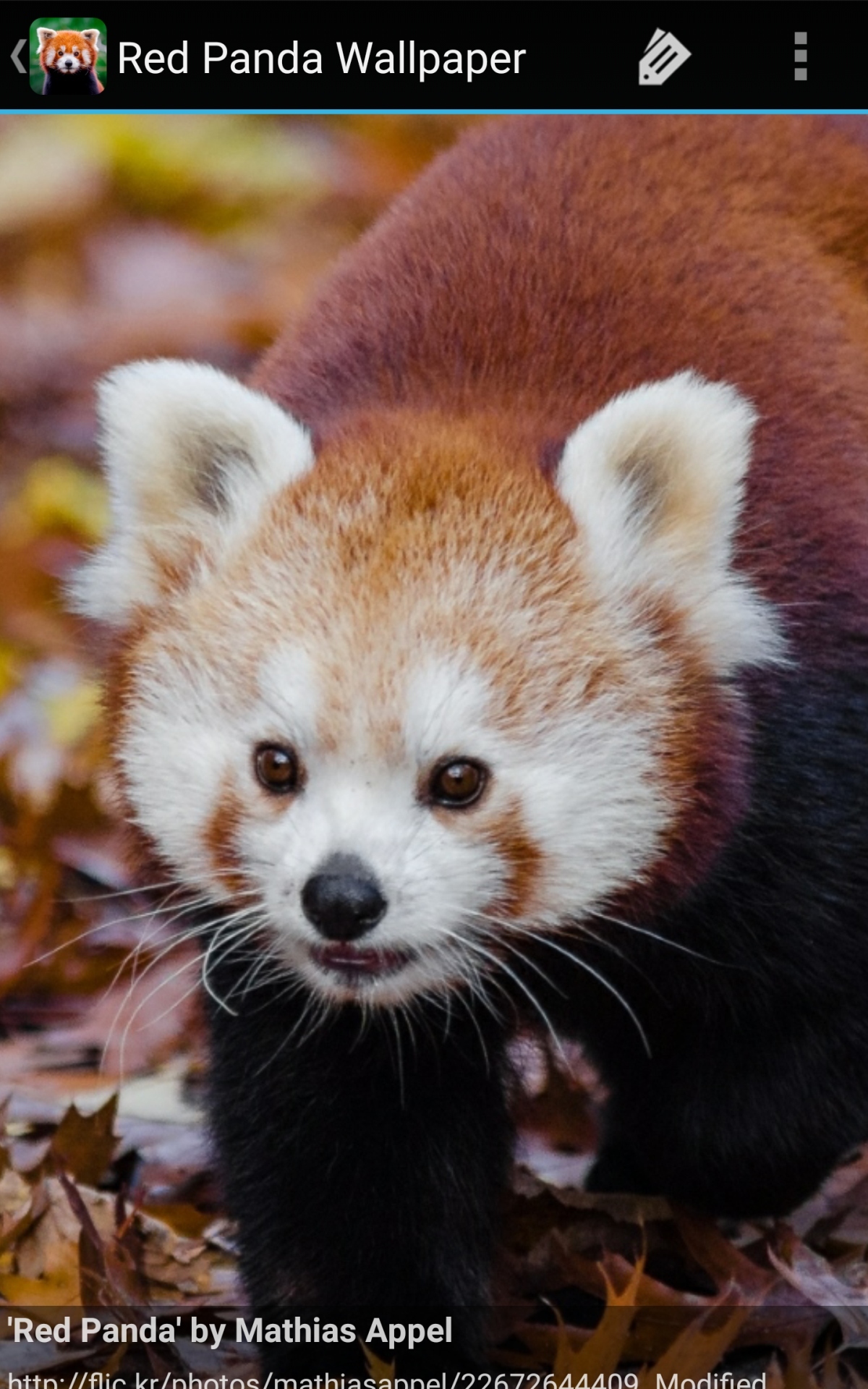 Red Panda Cute Iphone Wallpapers