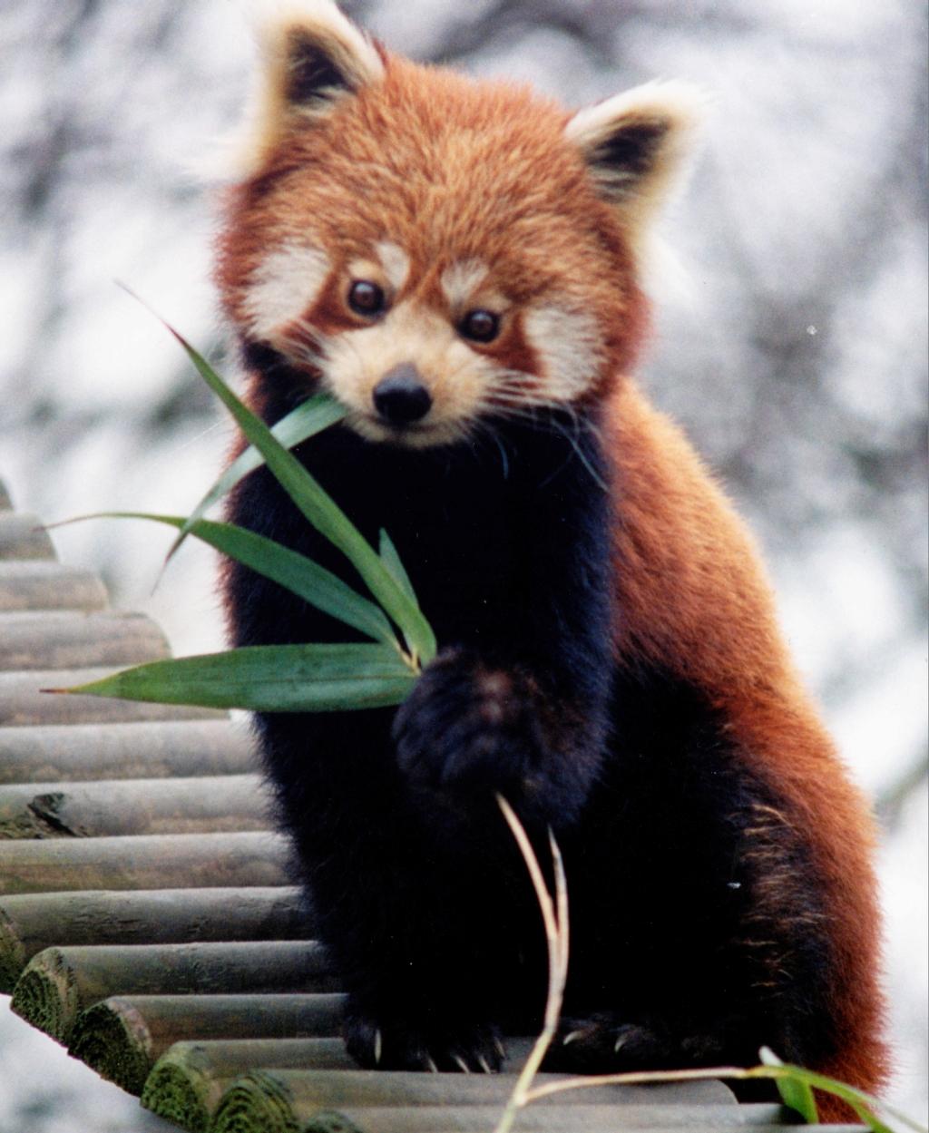 Red Panda Cute Iphone Wallpapers