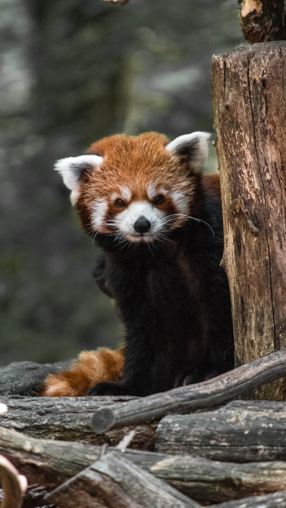 Red Panda Cute Iphone Wallpapers