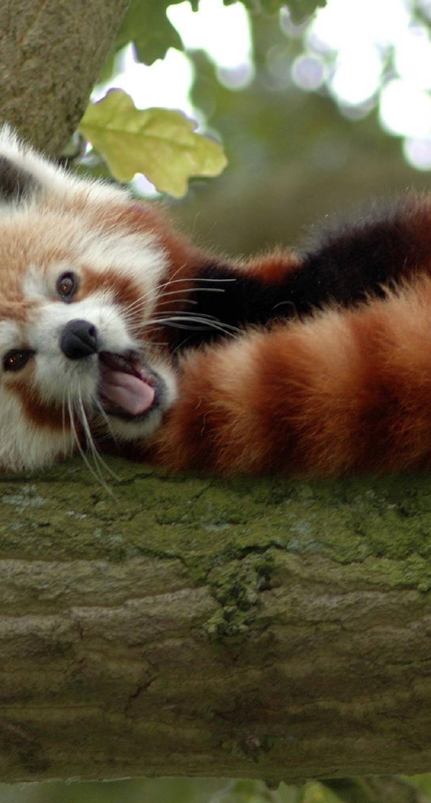 Red Panda Cute Iphone Wallpapers