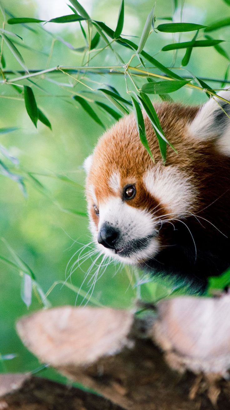 Red Panda Cute Iphone Wallpapers