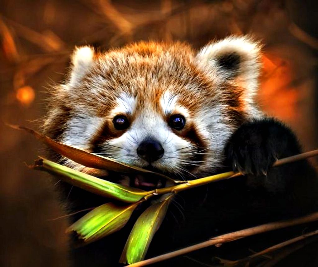 Red Panda Cute Iphone Wallpapers