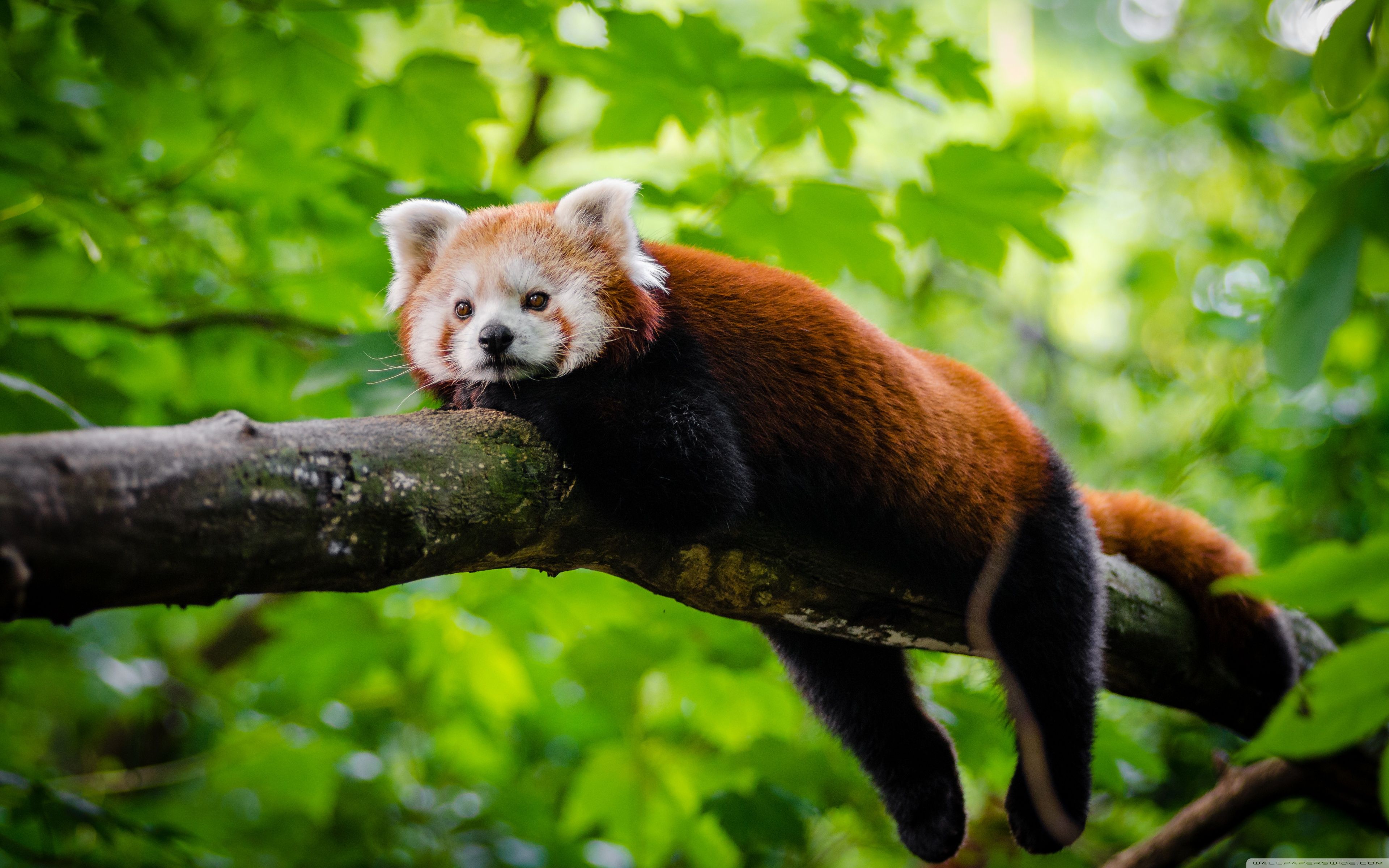 Red Panda Cute Iphone Wallpapers