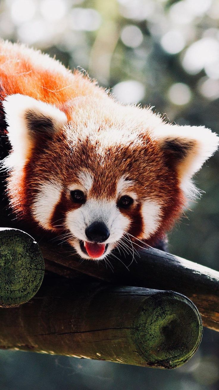 Red Panda Kawaii Wallpapers