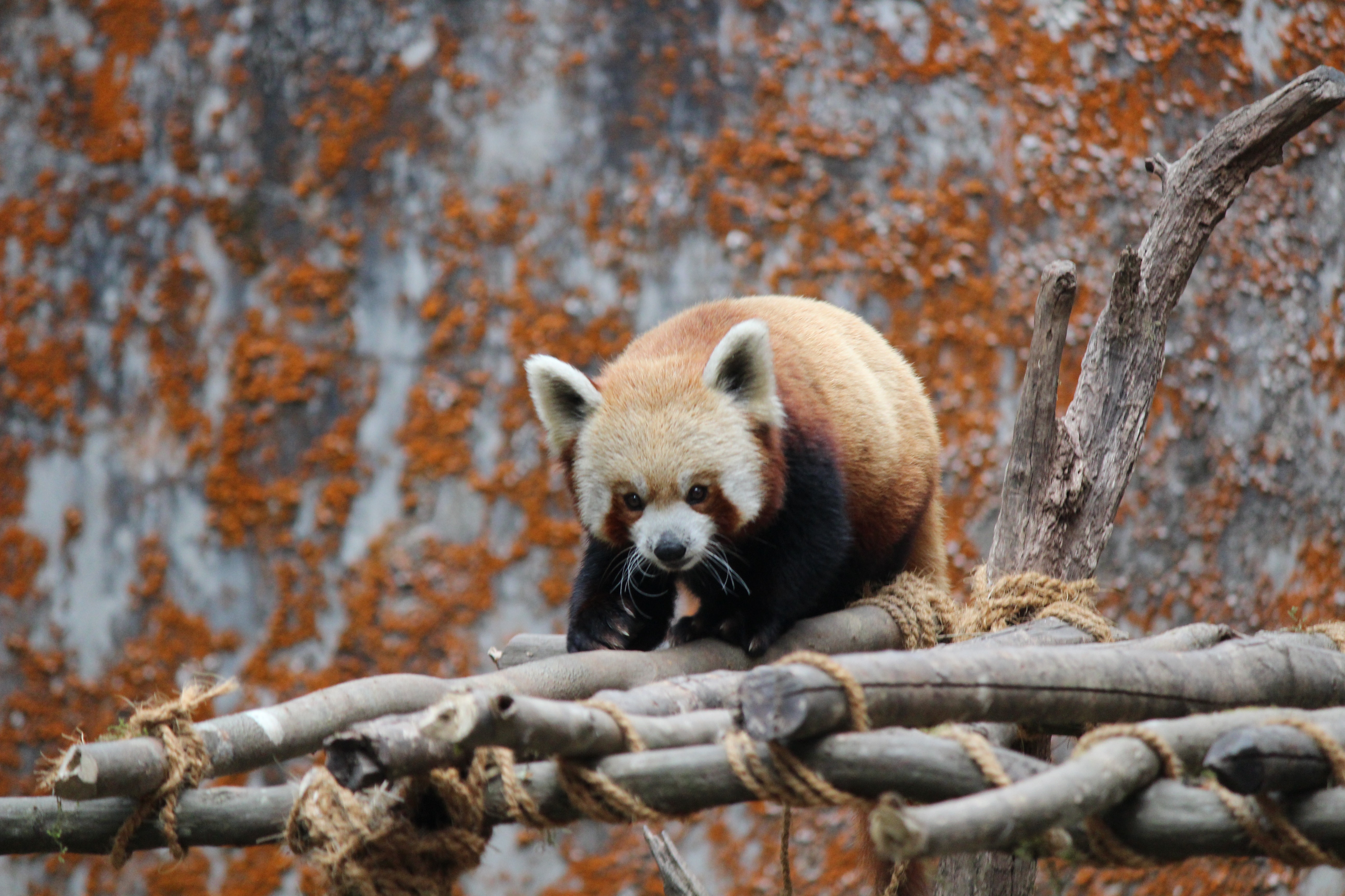 Red Panda Kawaii Wallpapers