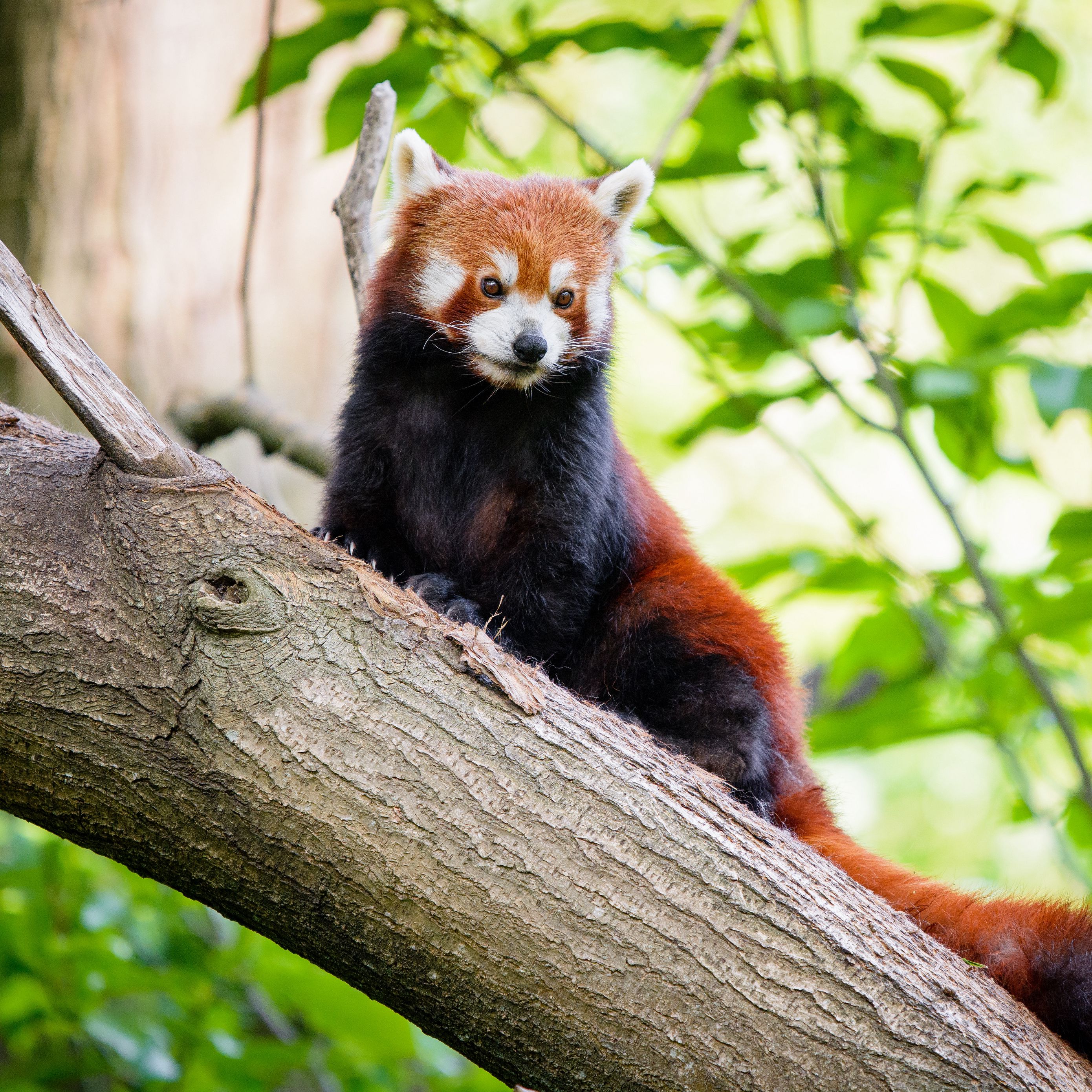 Red Panda Kawaii Wallpapers