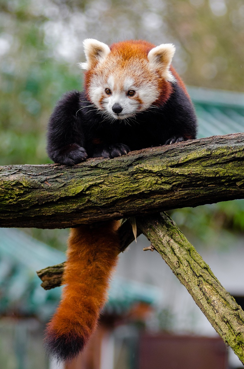 Red Panda Kawaii Wallpapers