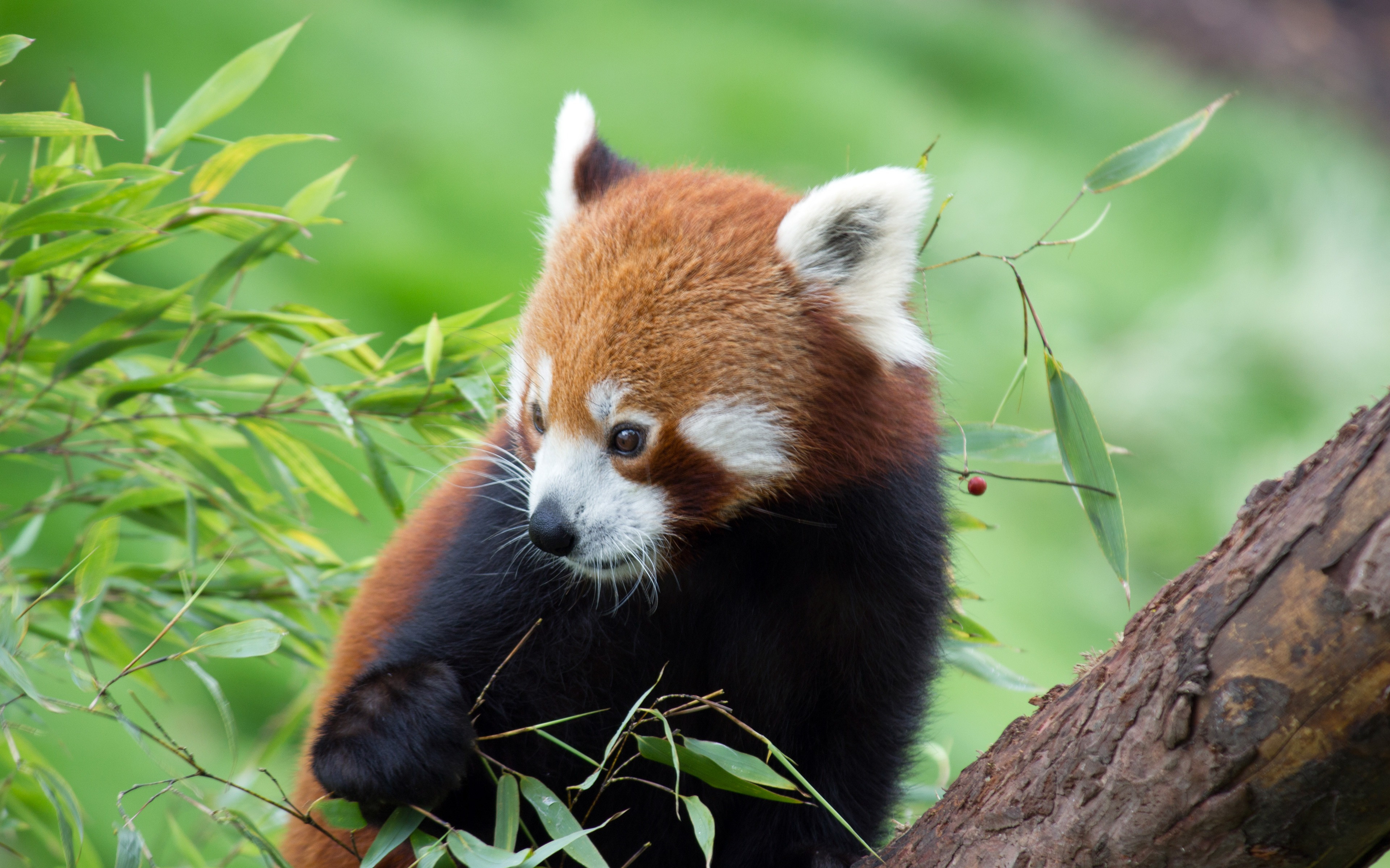 Red Panda Kawaii Wallpapers