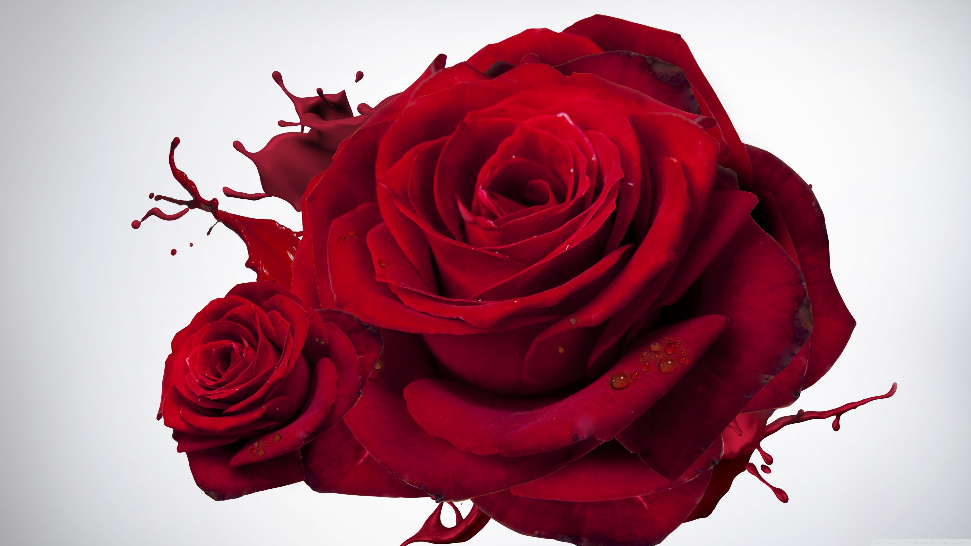 Red Rose 4K Wallpapers