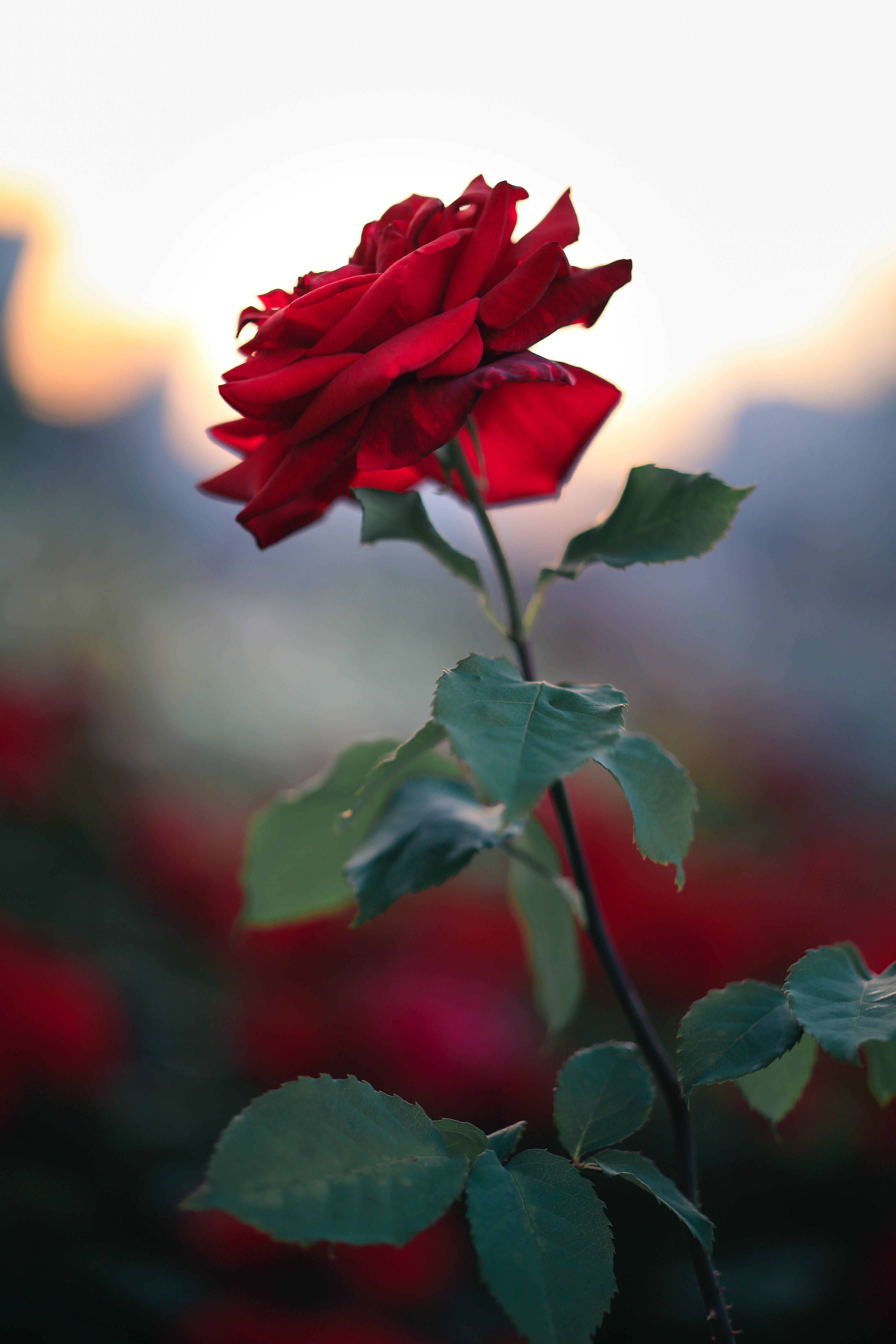 Red Rose 4K Wallpapers