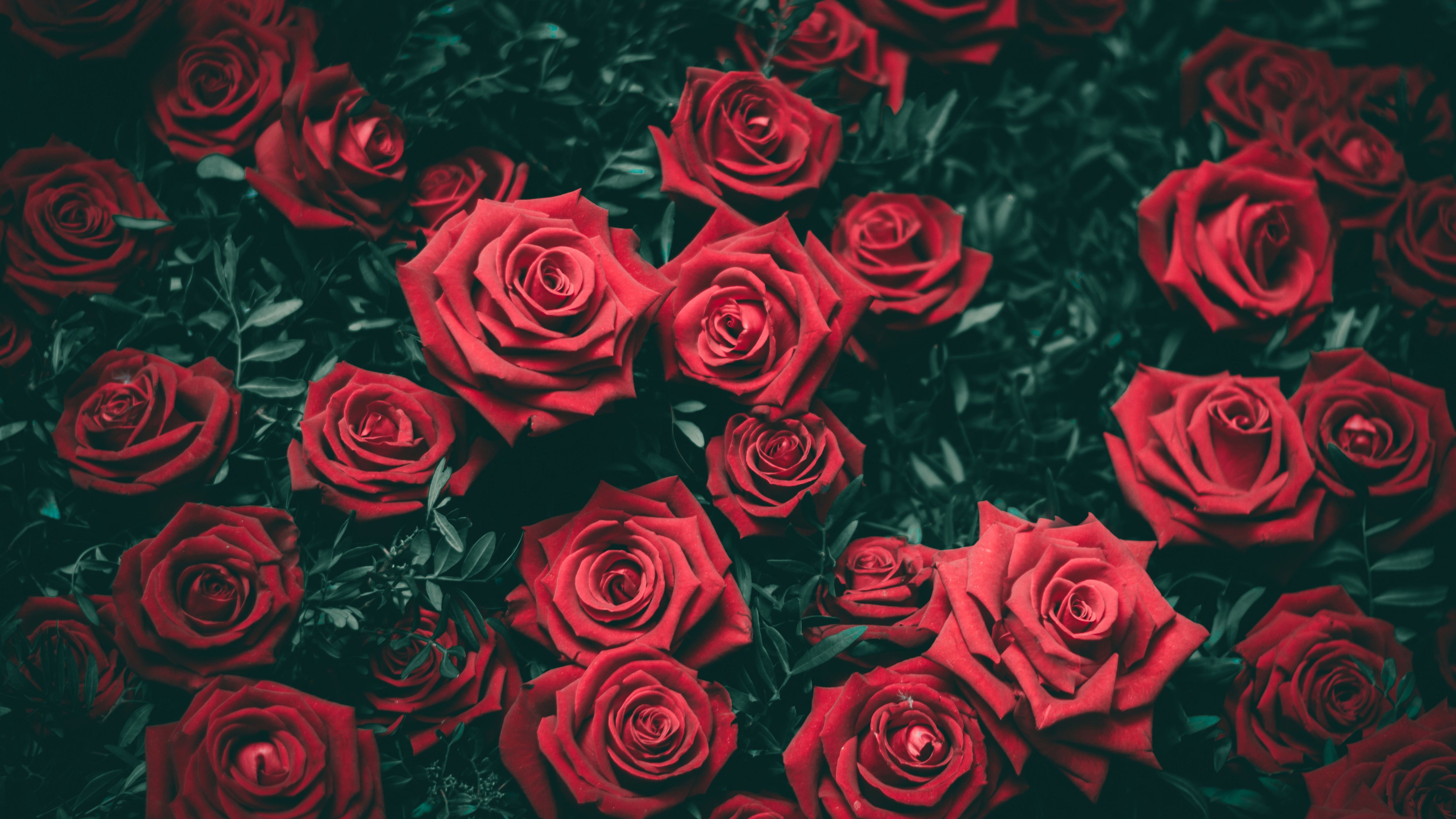 Red Rose 4K Wallpapers