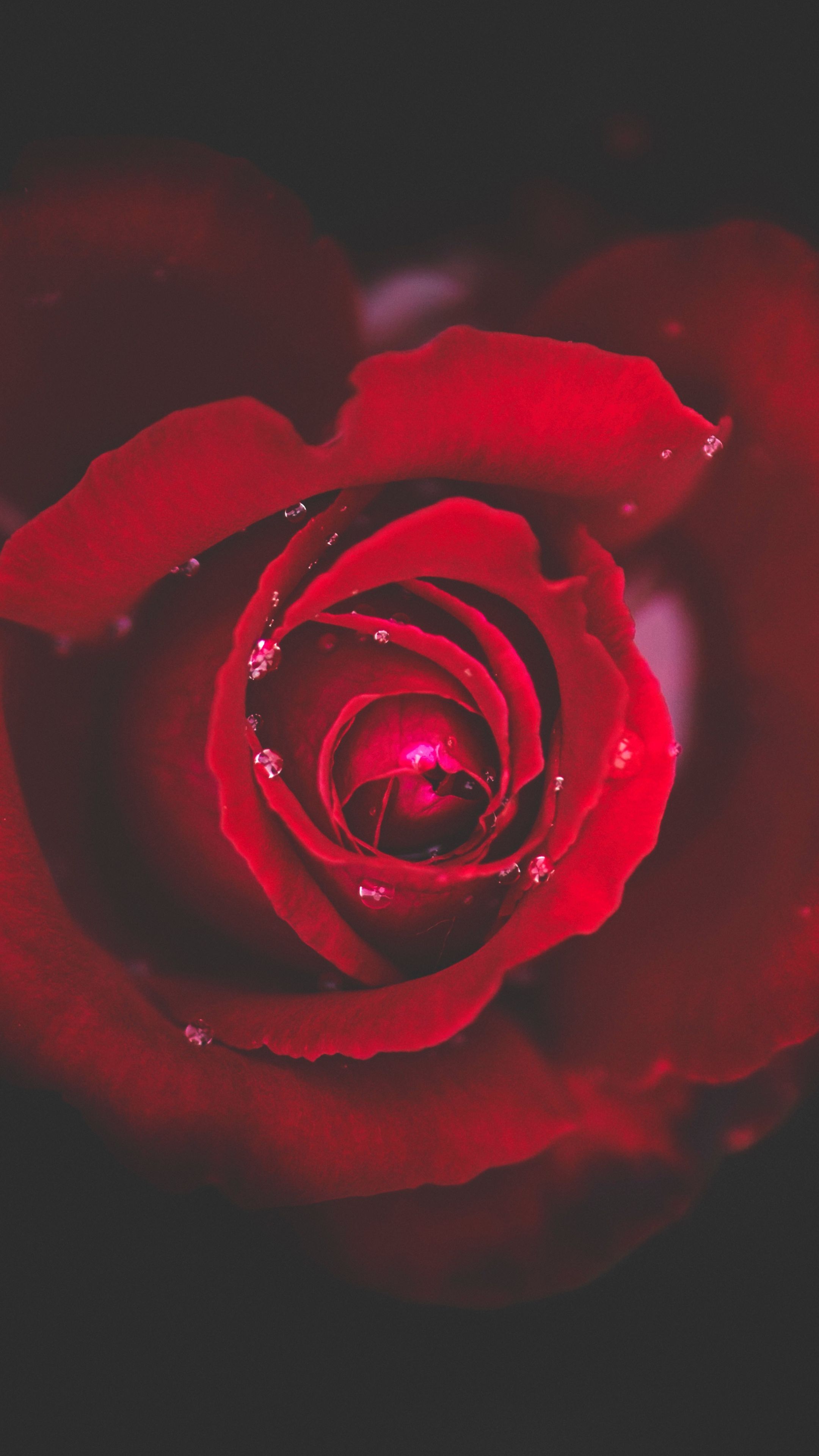 Red Rose 4K Wallpapers