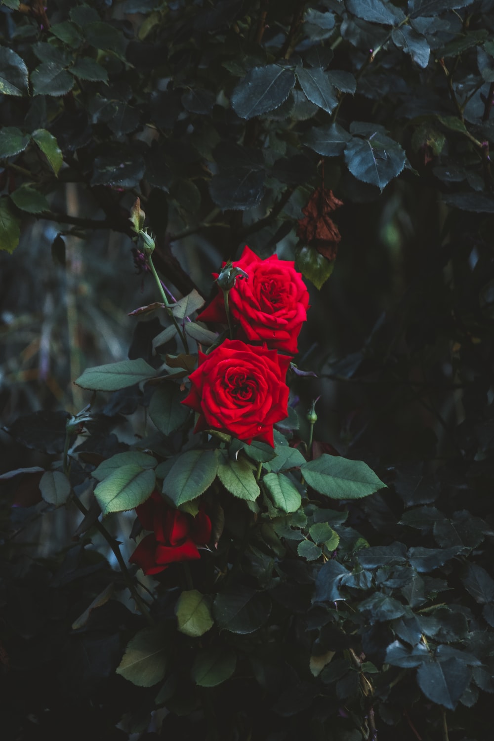 Red Rose 4K Wallpapers