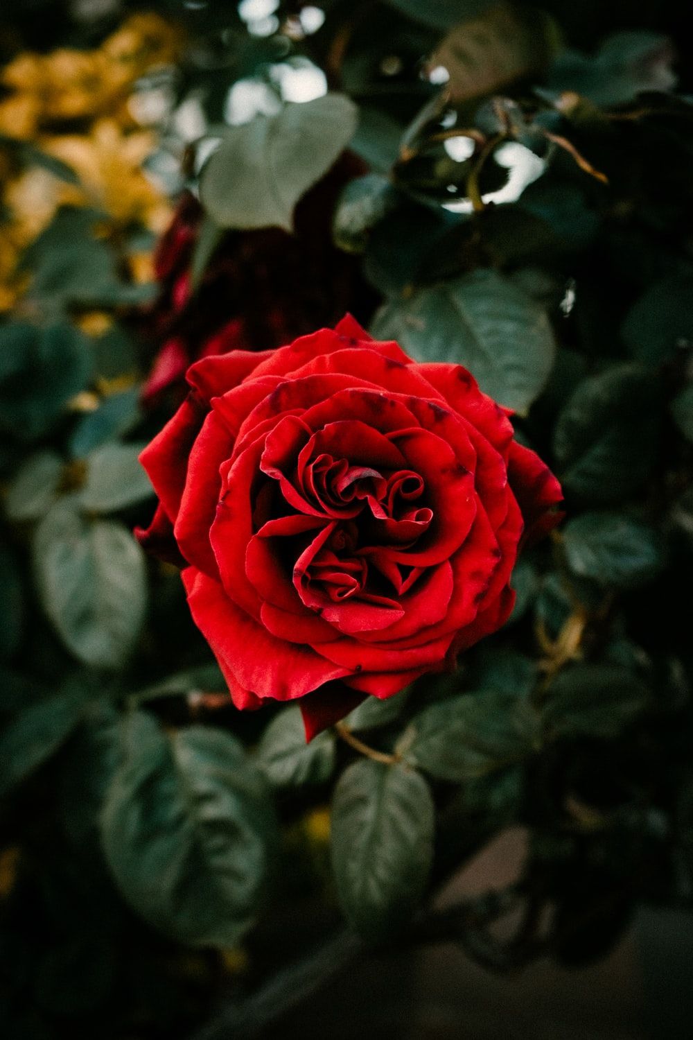 Red Rose 4K Wallpapers