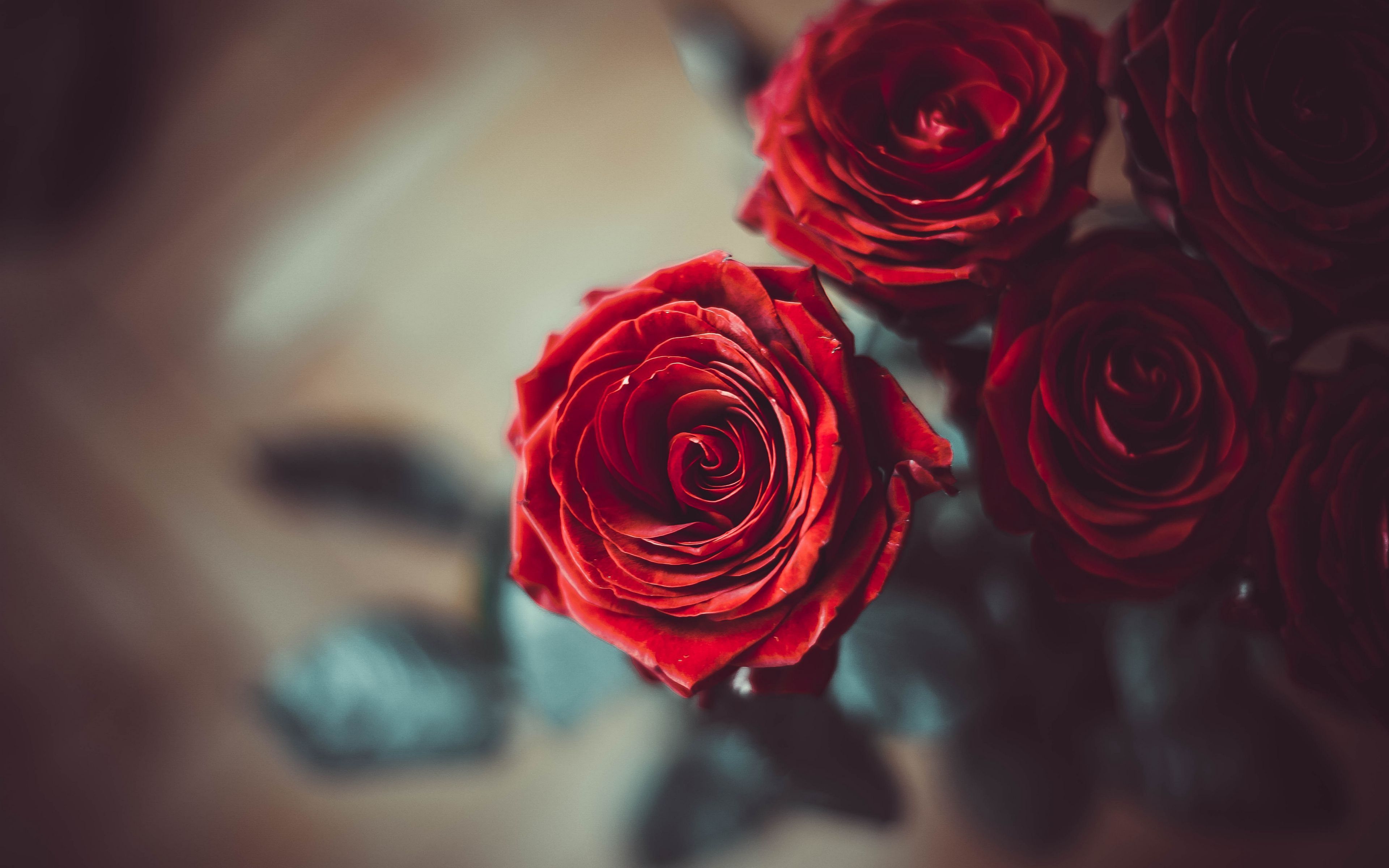 Red Rose 4K Wallpapers