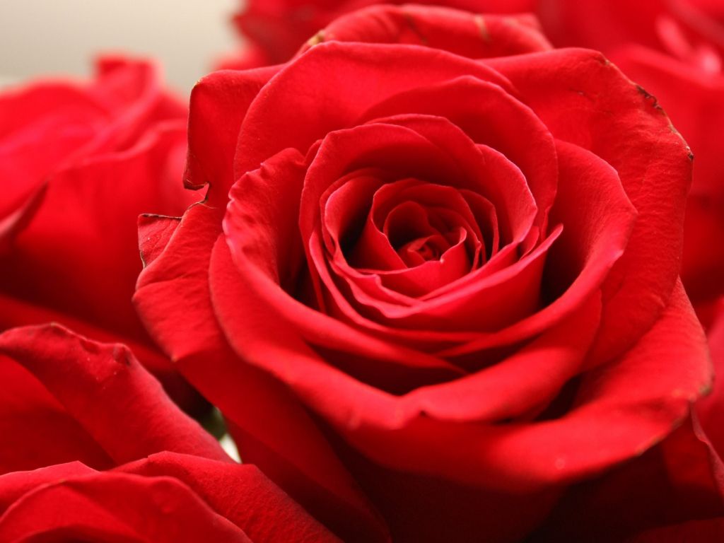 Red Rose 4K Wallpapers