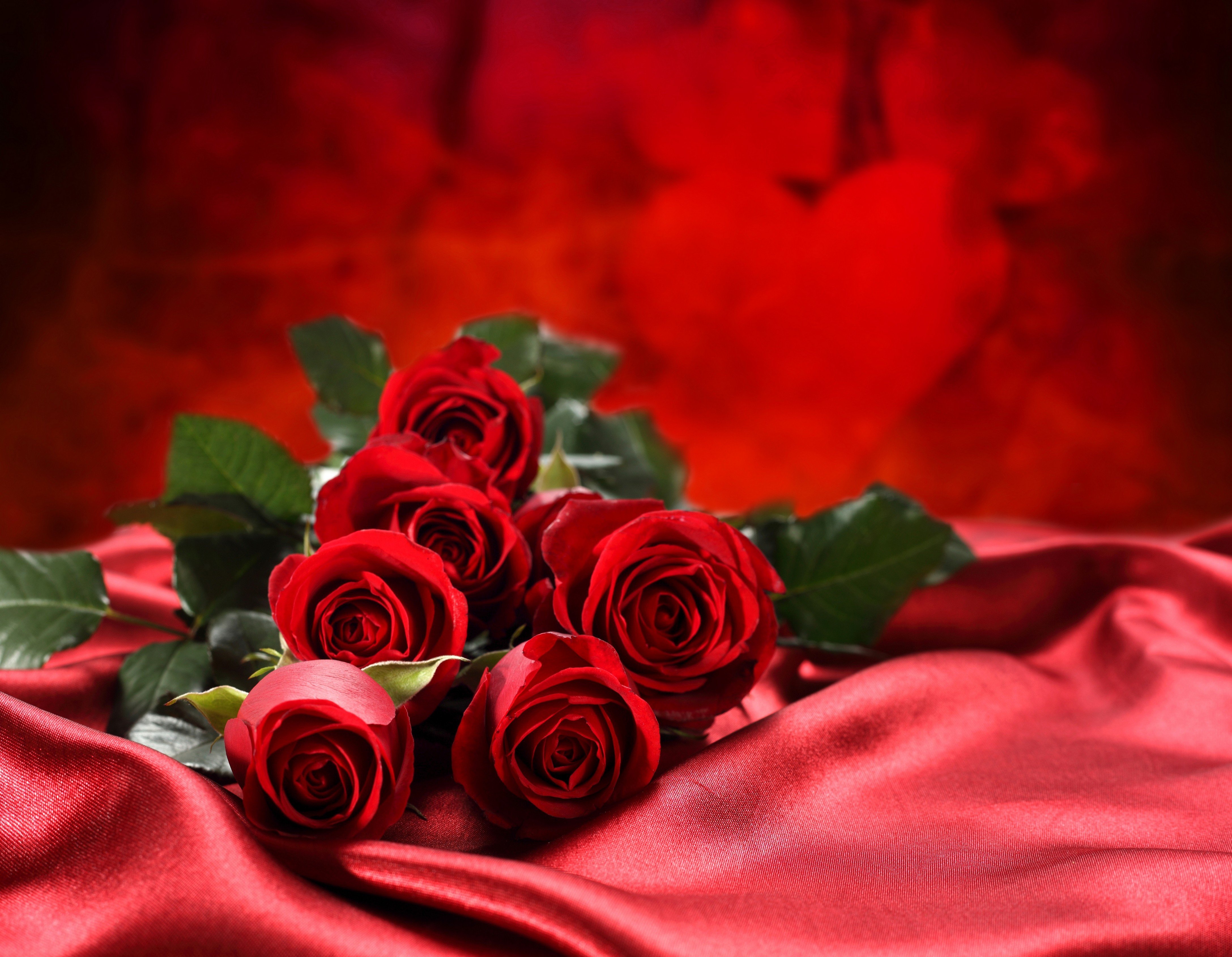 Red Rose 4K Wallpapers