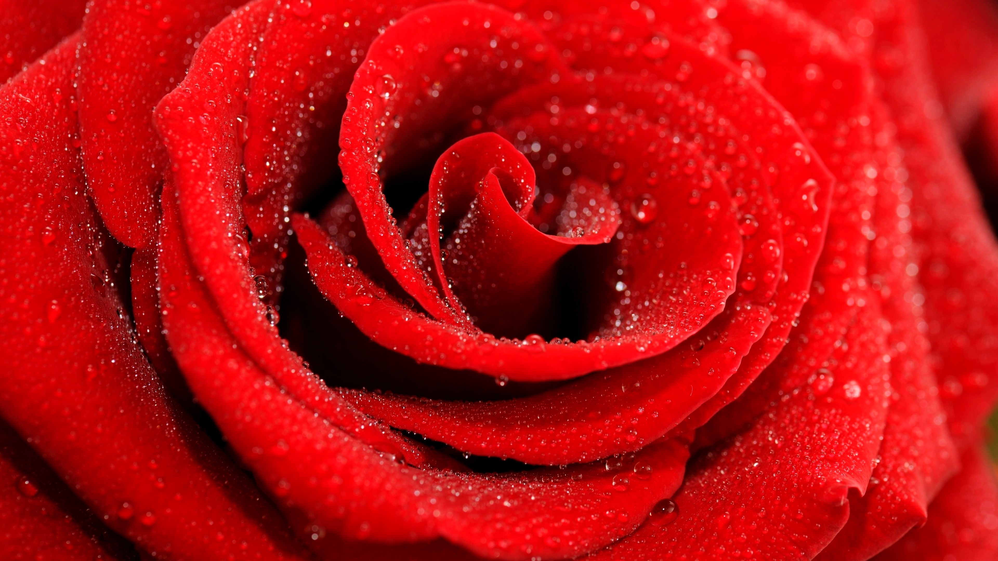 Red Rose 4K Wallpapers