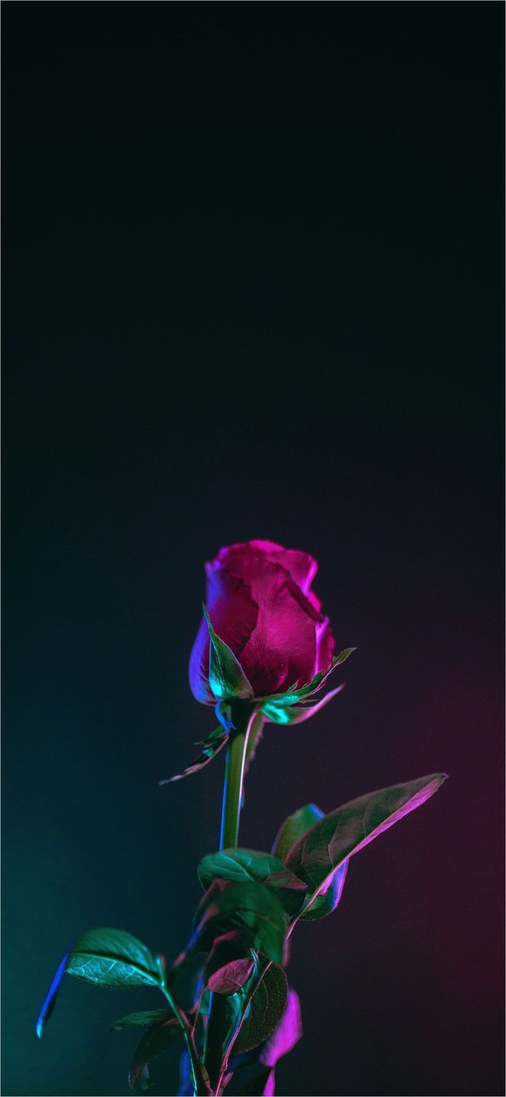 Red Rose 4K Wallpapers