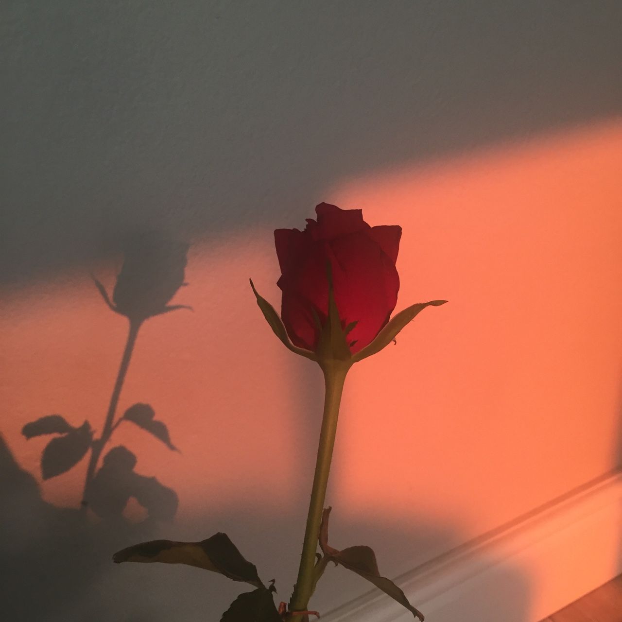 Red Rose Aesthetic Wallpapers