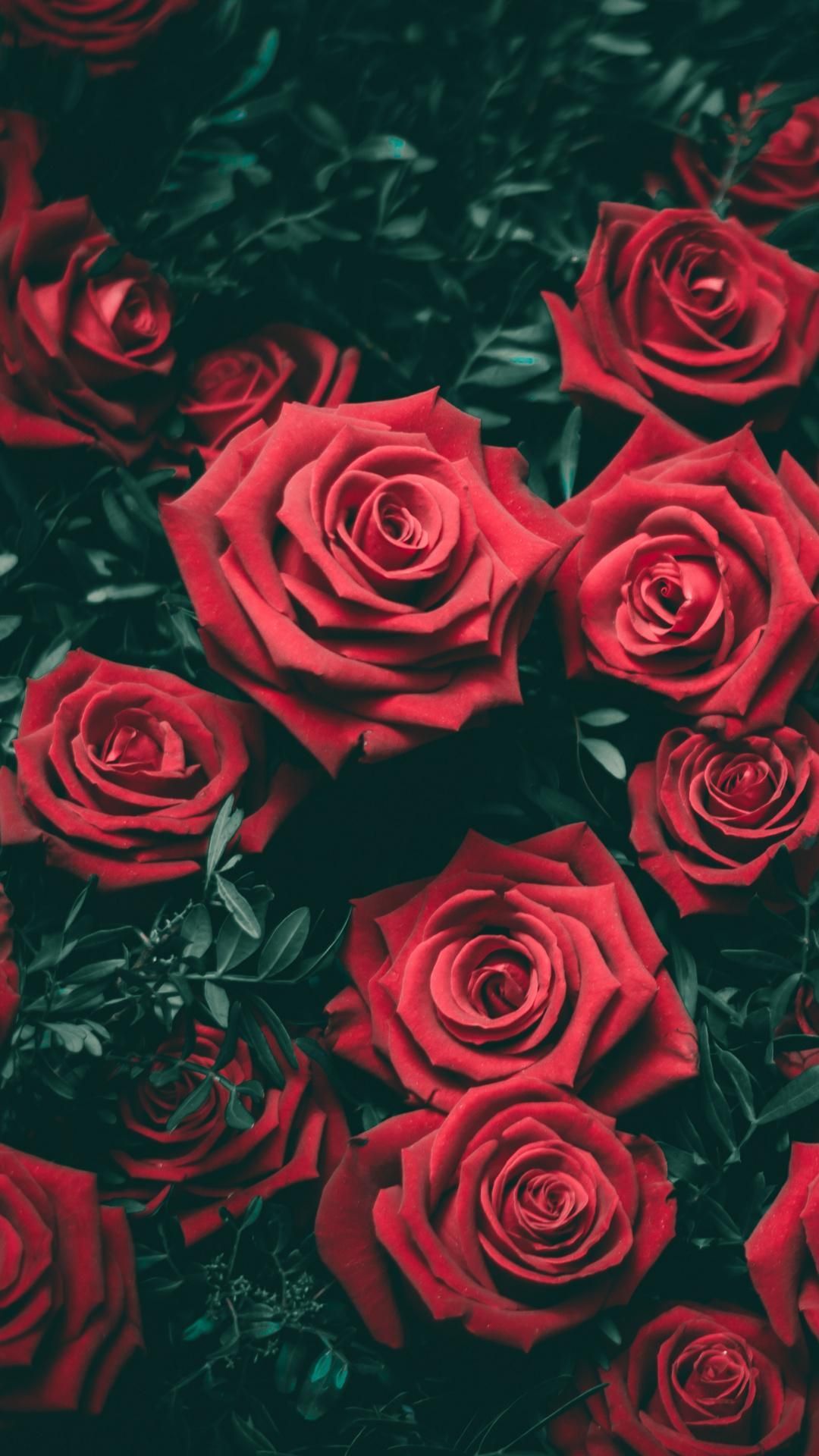 Red Rose Aesthetic Wallpapers