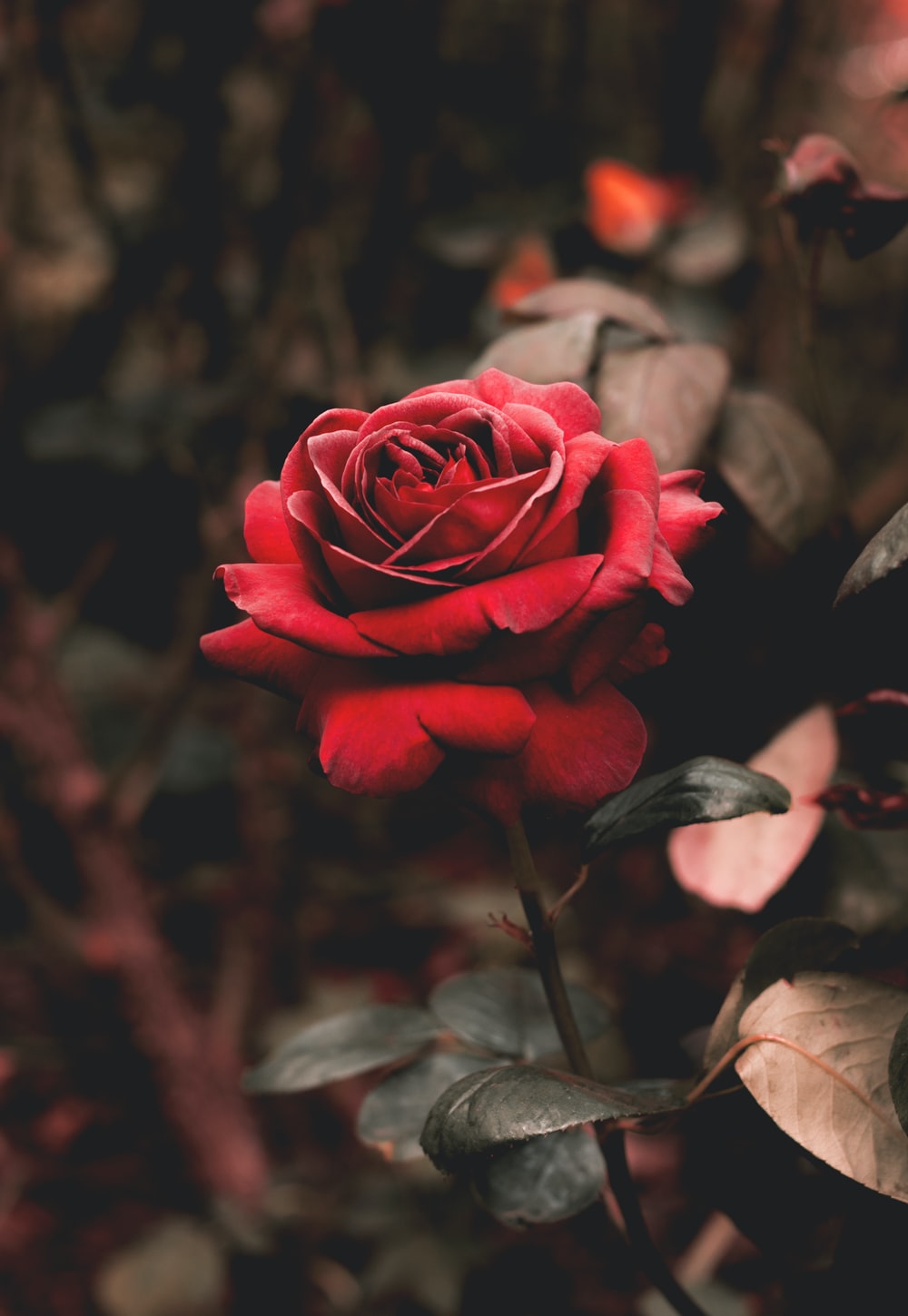 Red Rose Aesthetic Wallpapers